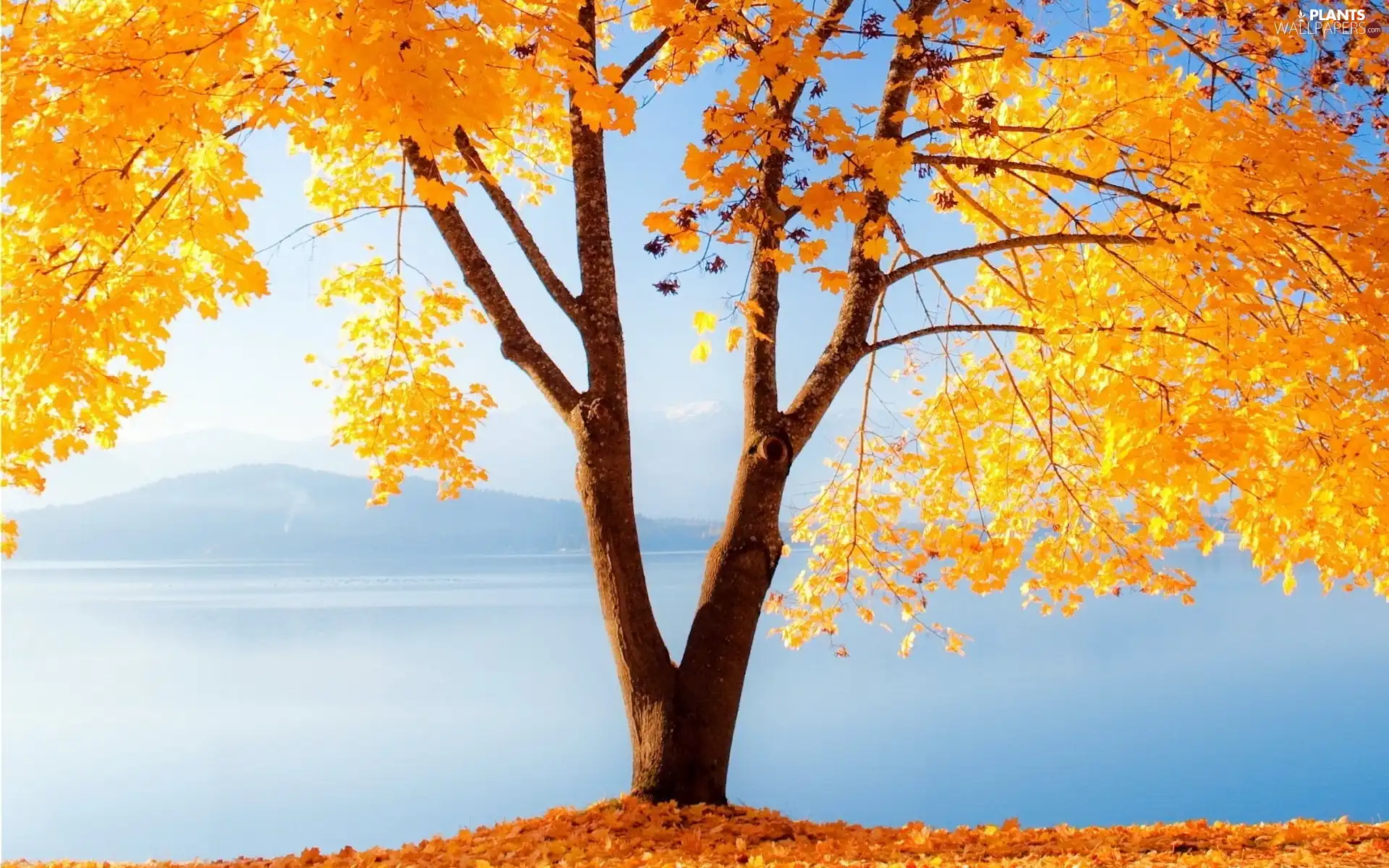 lake, Mountains, autumn, trees