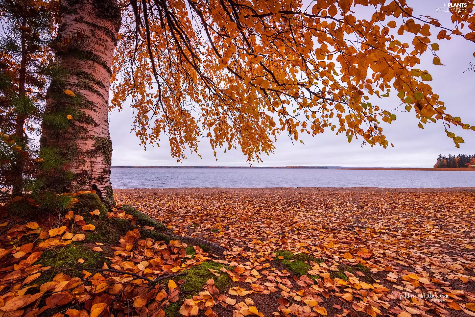 Leaf, birch-tree, autumn, trees, lake