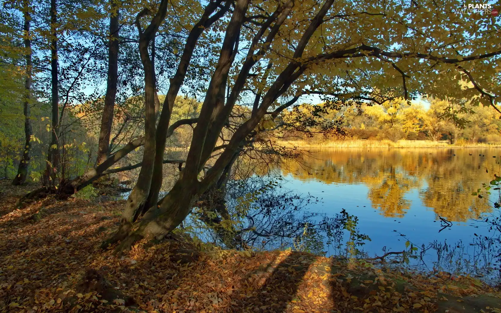 lake, viewes, autumn, trees