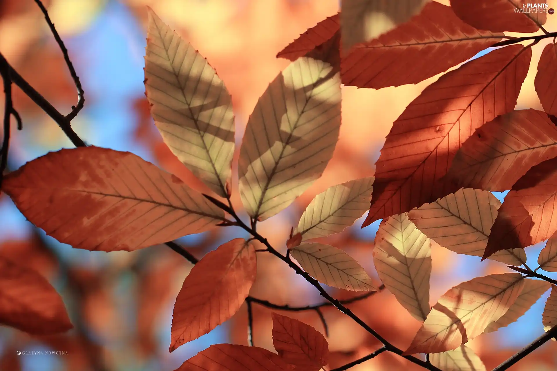 Leaf, Autumn