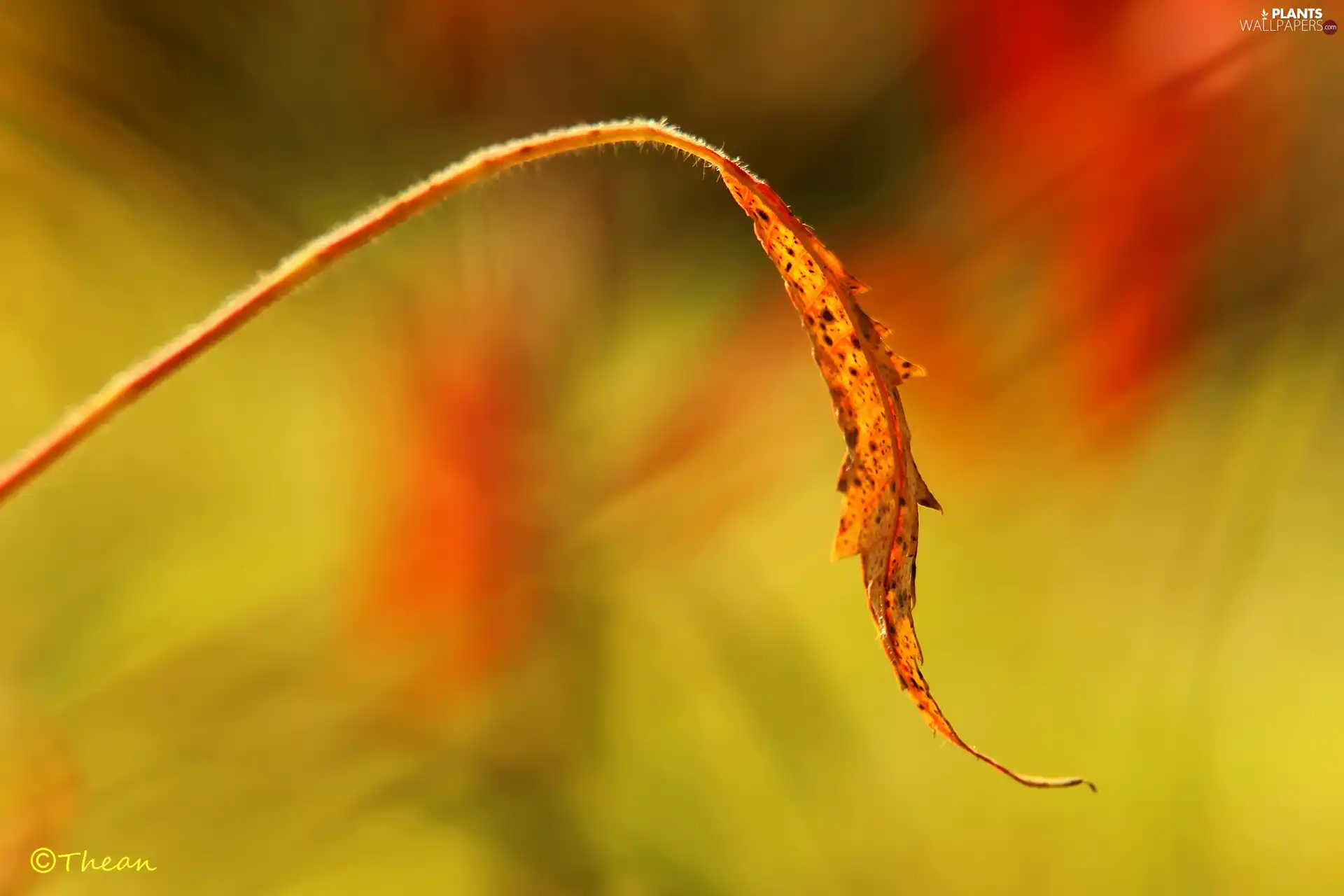 leaf, Autumn