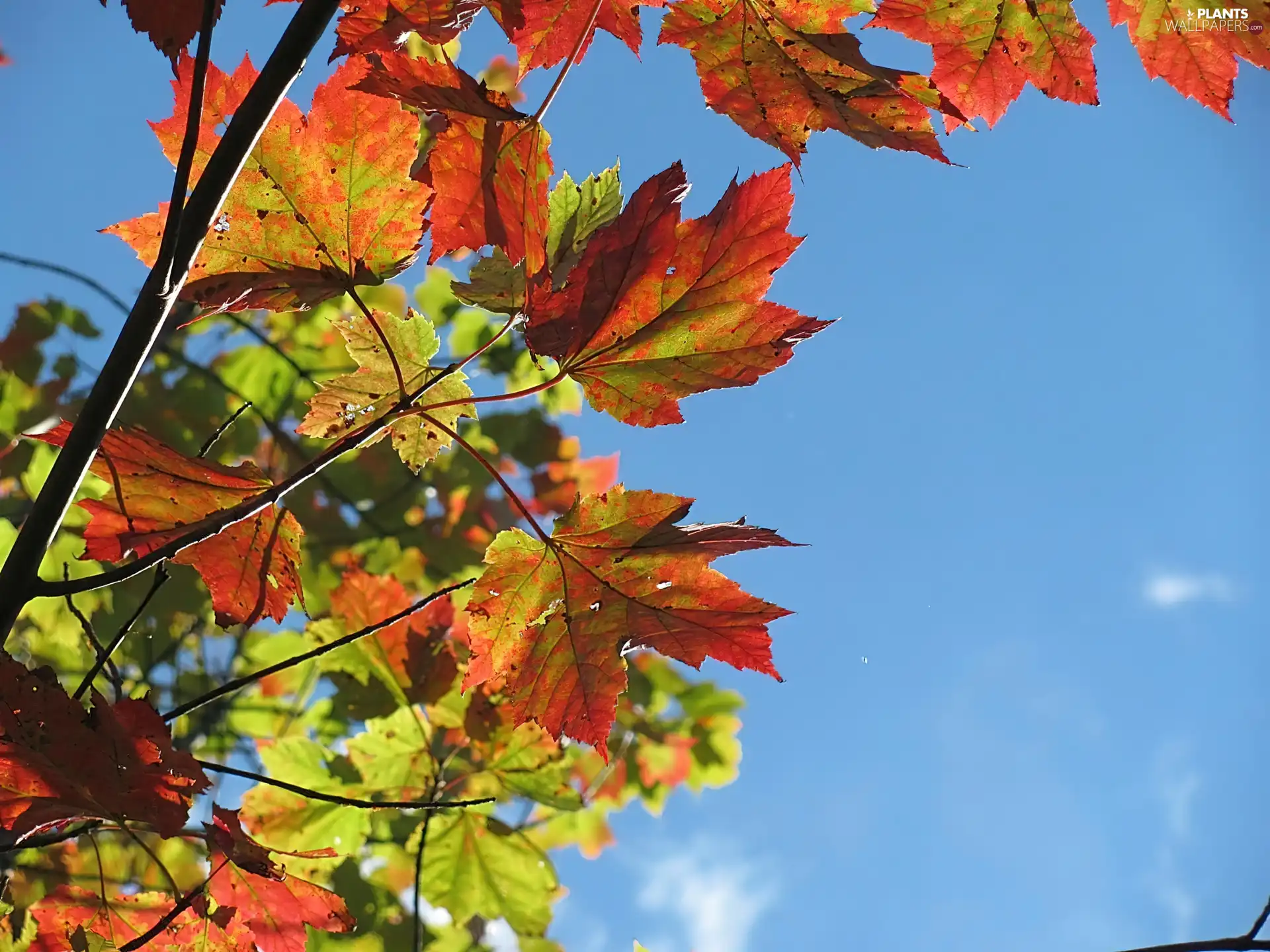 autumn, Autumn, Leaf