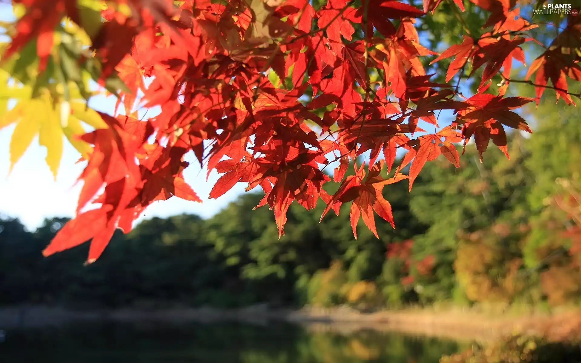 autumn, Autumn, Leaf