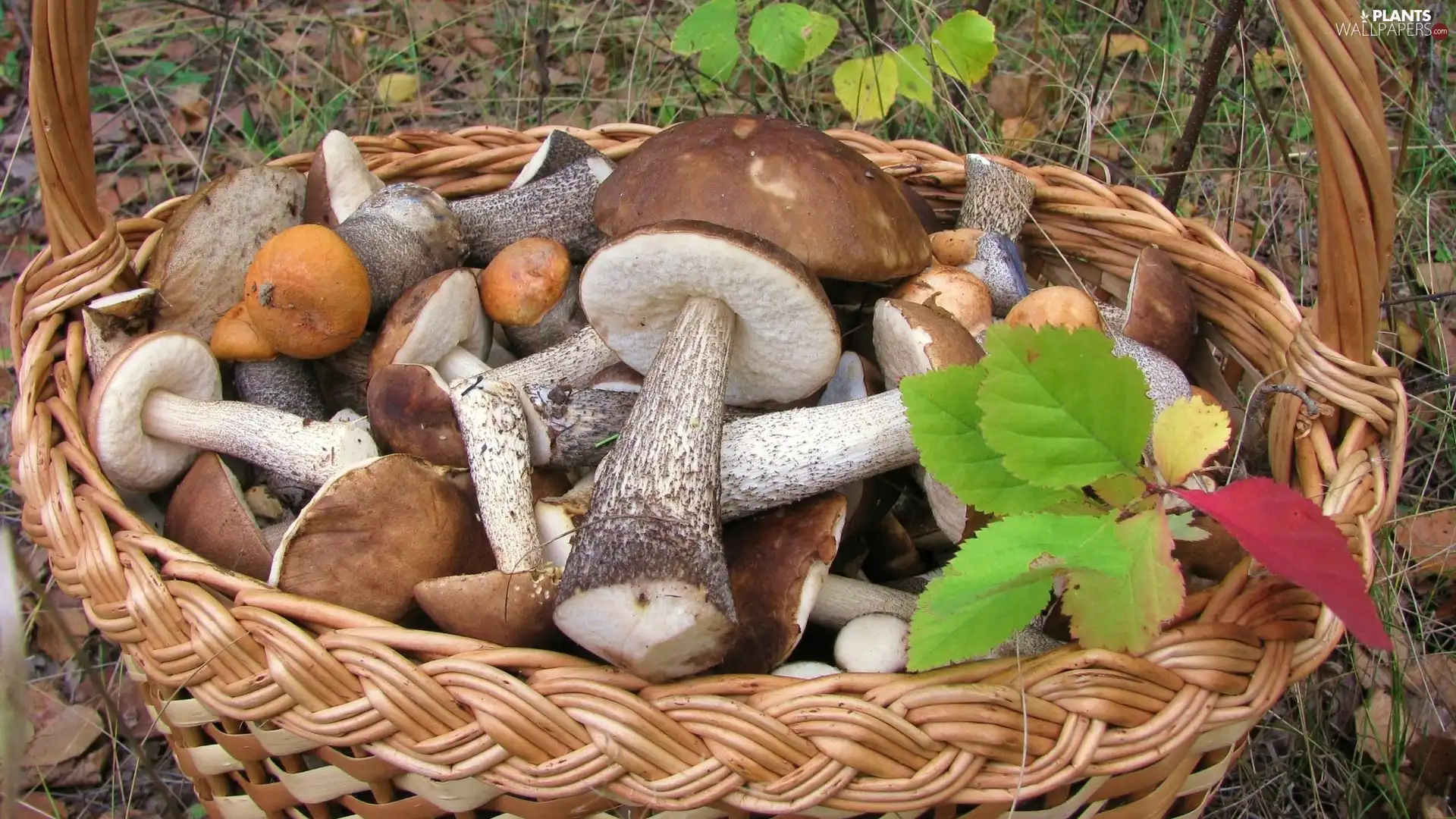 Autumn, Leaf, mushrooms, forest, basket
