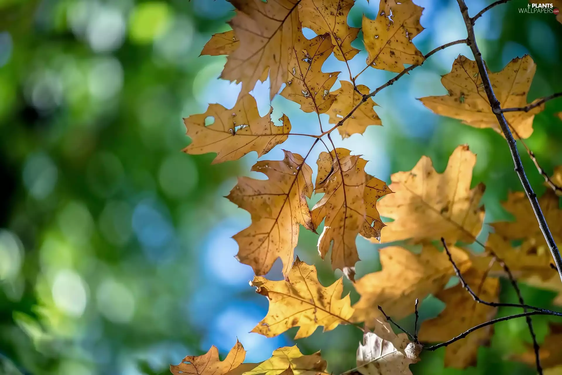 Leaf, Twigs, Bokeh, Autumn