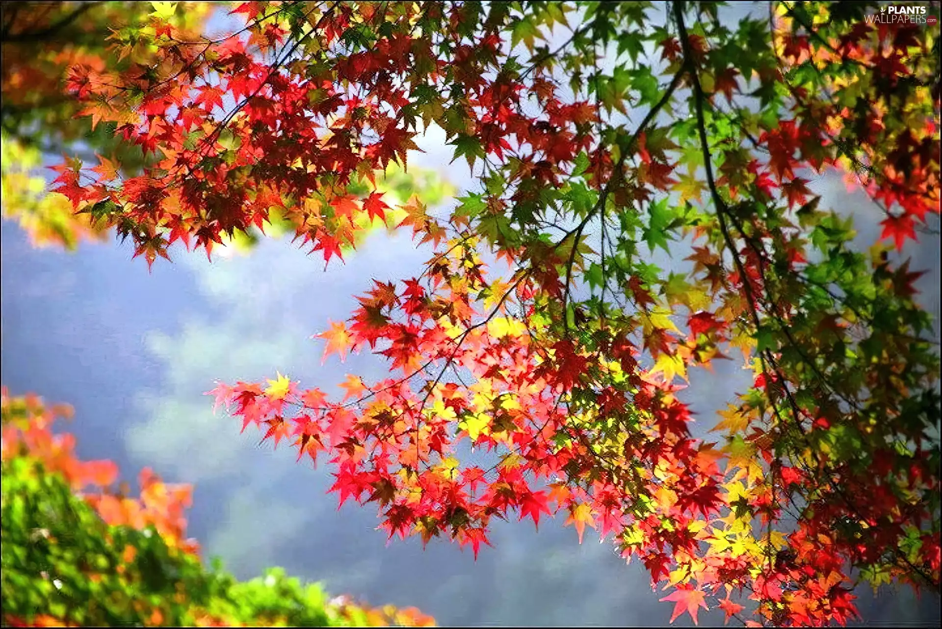 autumn, color, Leaf