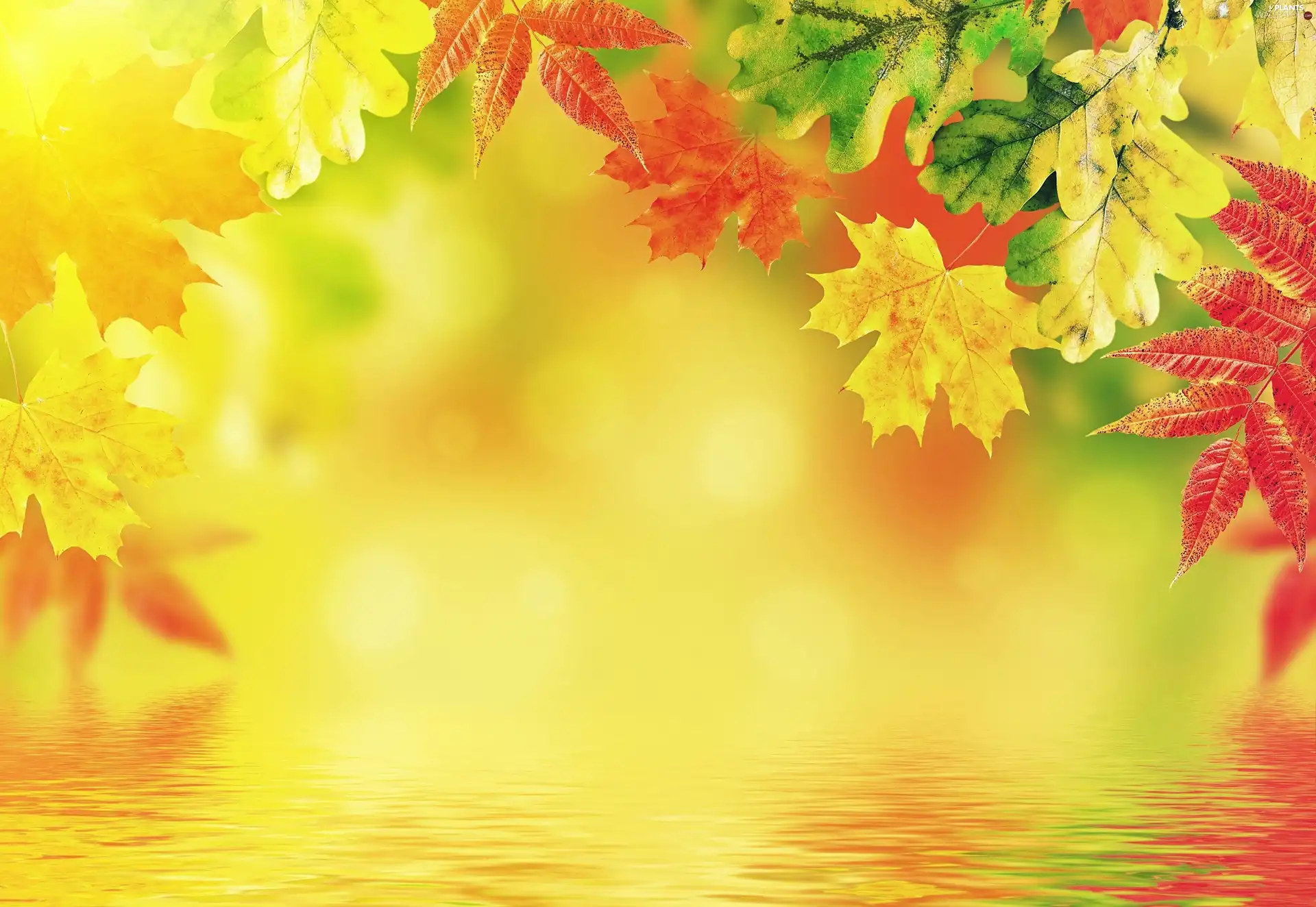 autumn, color, Leaf