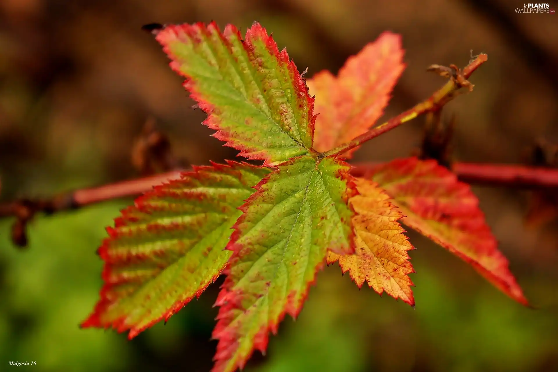 autumn, color, Leaf