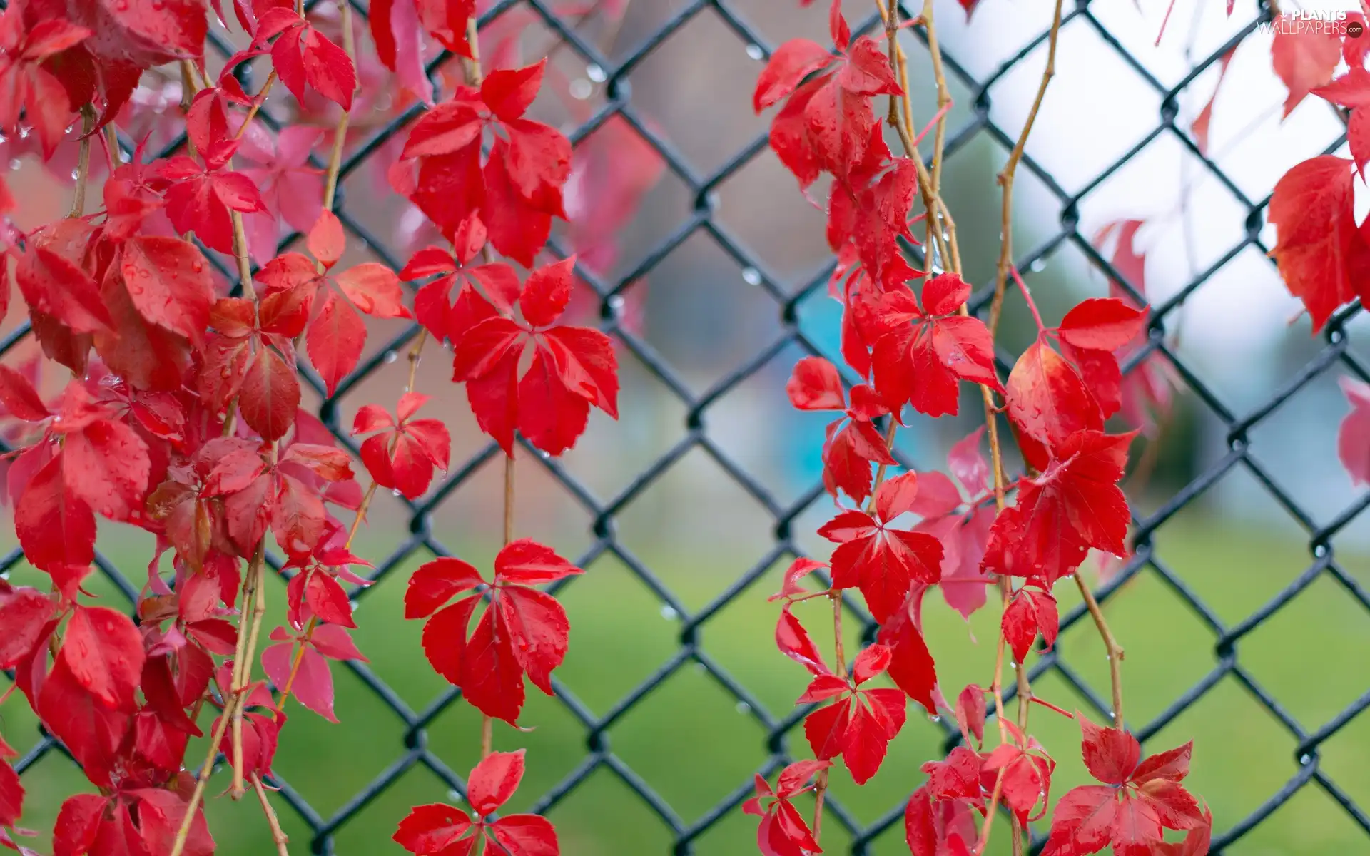 Autumn, Leaf, rambler, plant, fence