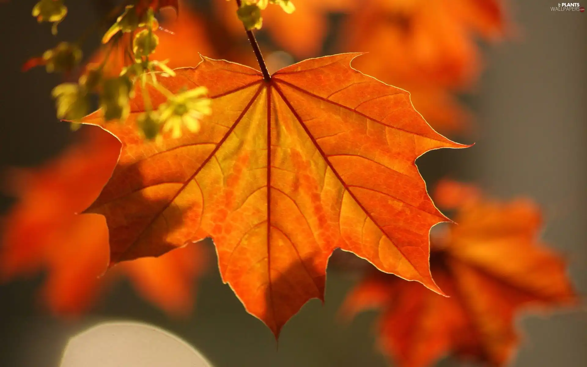 leaf, Flowers, autumn, color