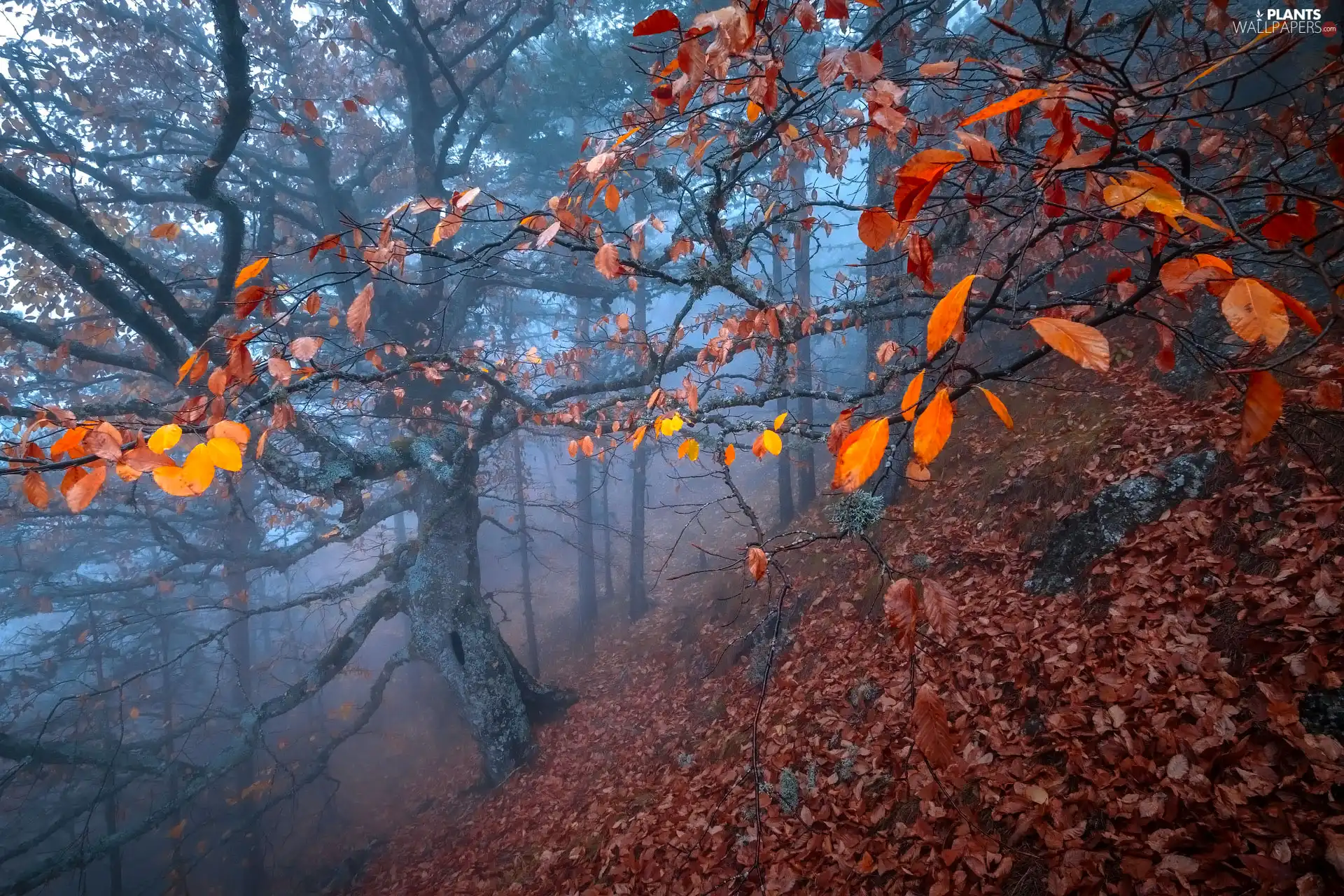 trees, forest, Leaf, Autumn, autumn, viewes, Fog