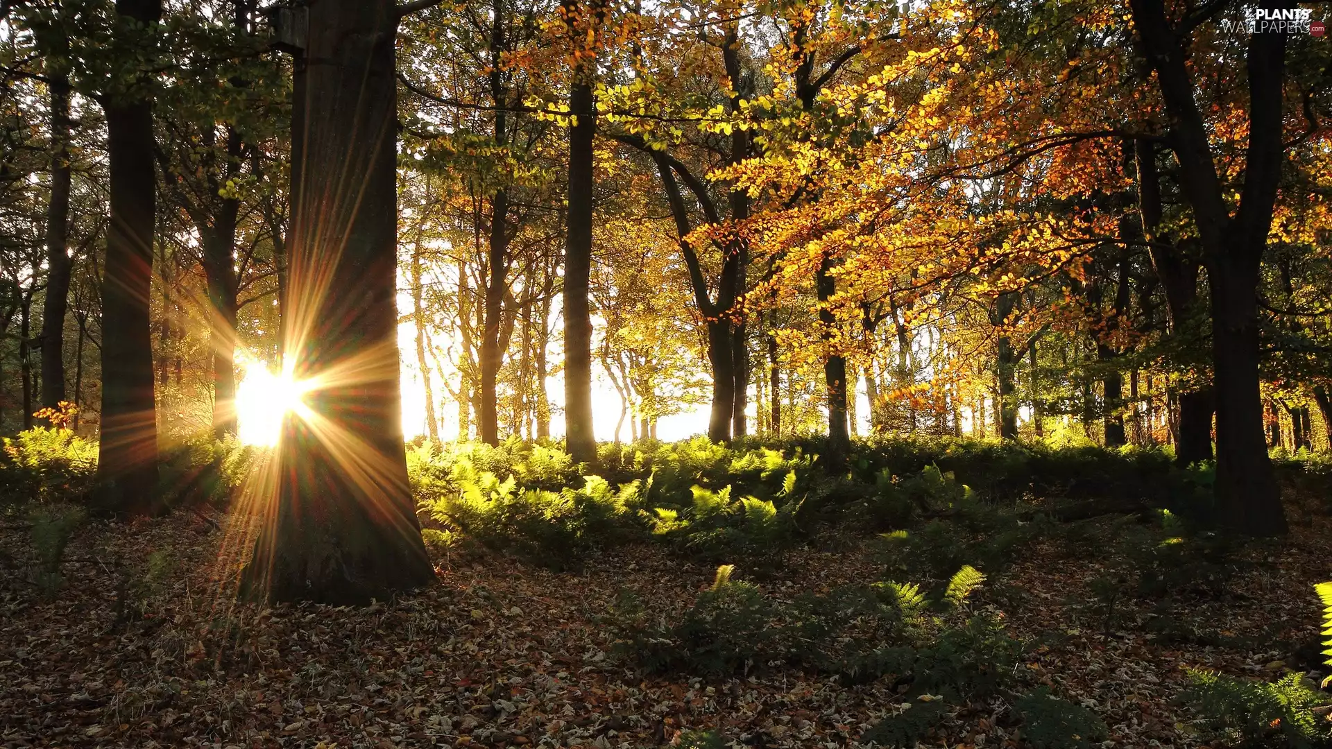 sun, autumn, Leaf, rays, forest
