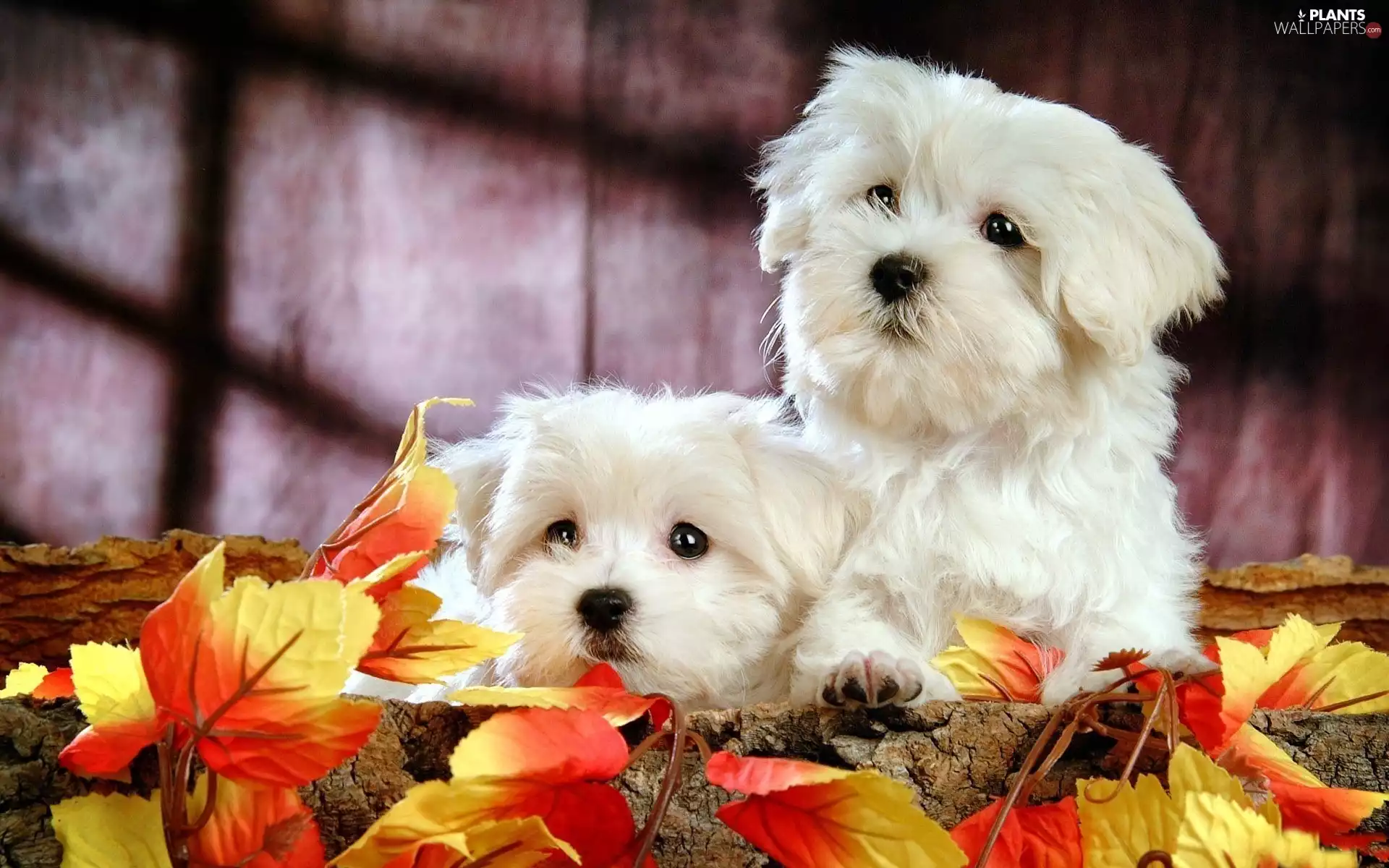 White, Autumn, Leaf, Bichon frise