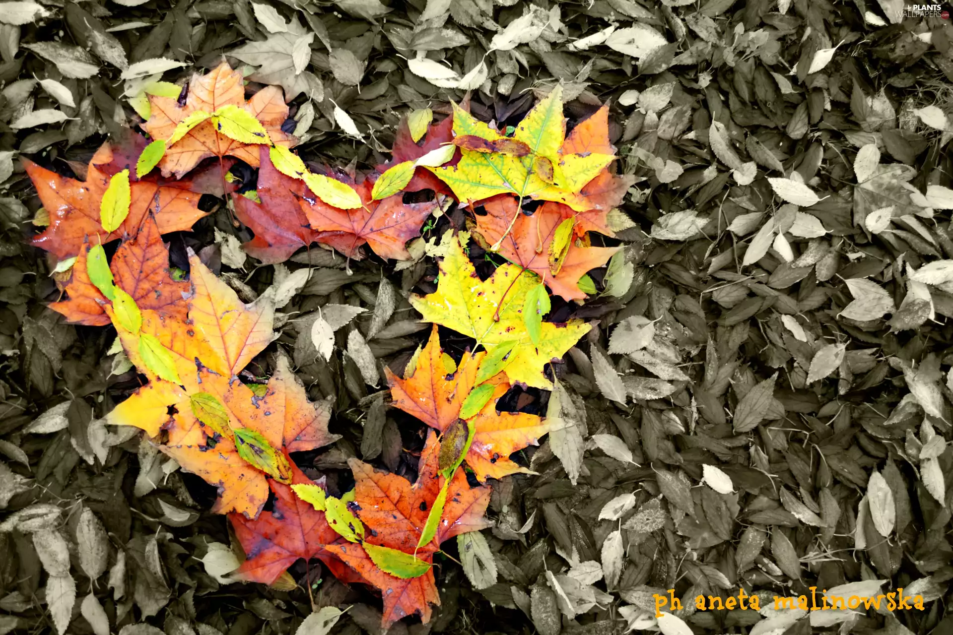 autumn, Heart, Leaf