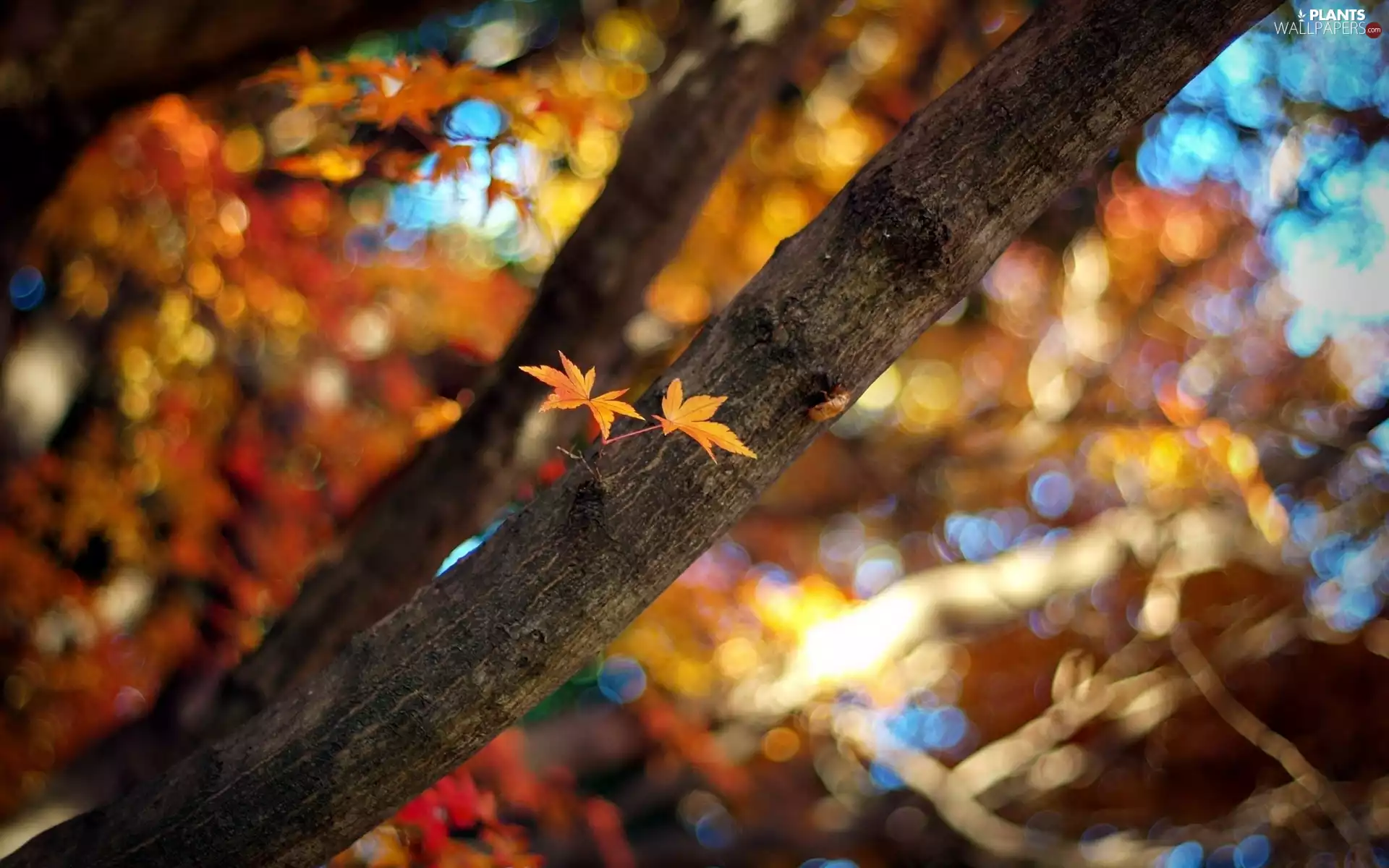 autumn, maple, Leaf