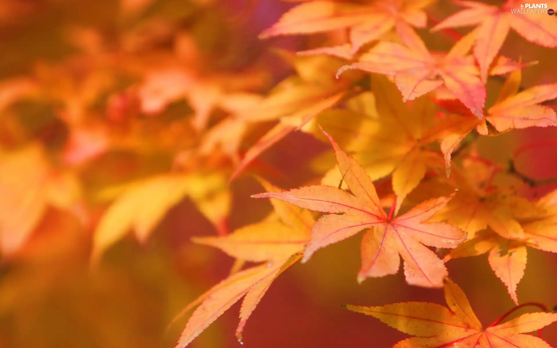 autumn, maple, Leaf