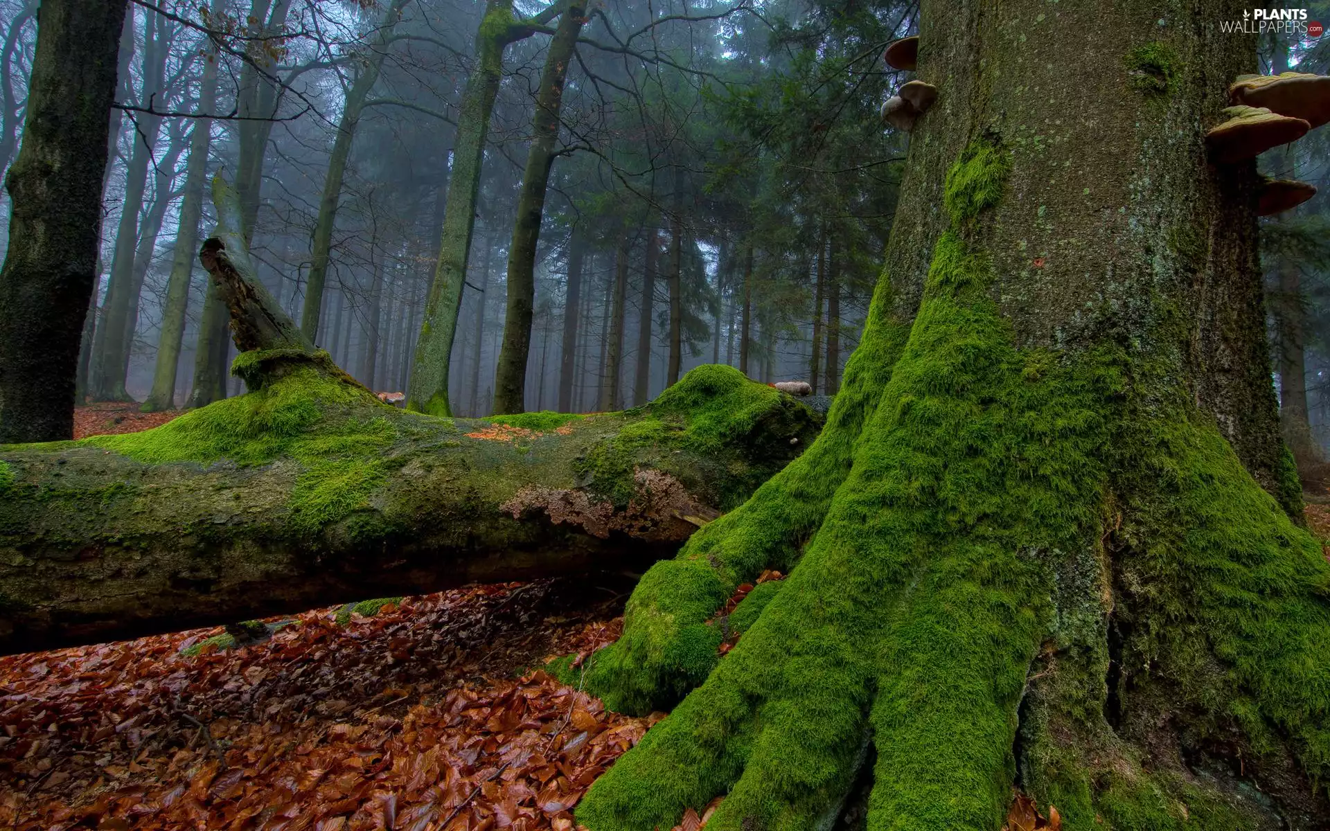 trees, forest, Moss, autumn, viewes, Leaf