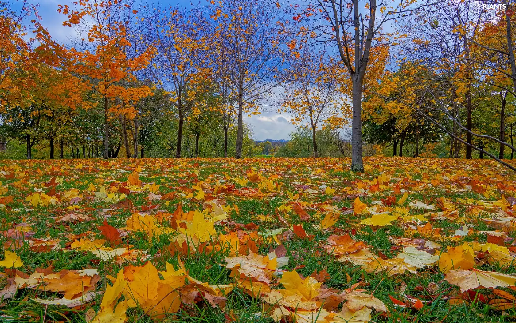 trees, Meadow, Mountains, autumn, viewes, Leaf