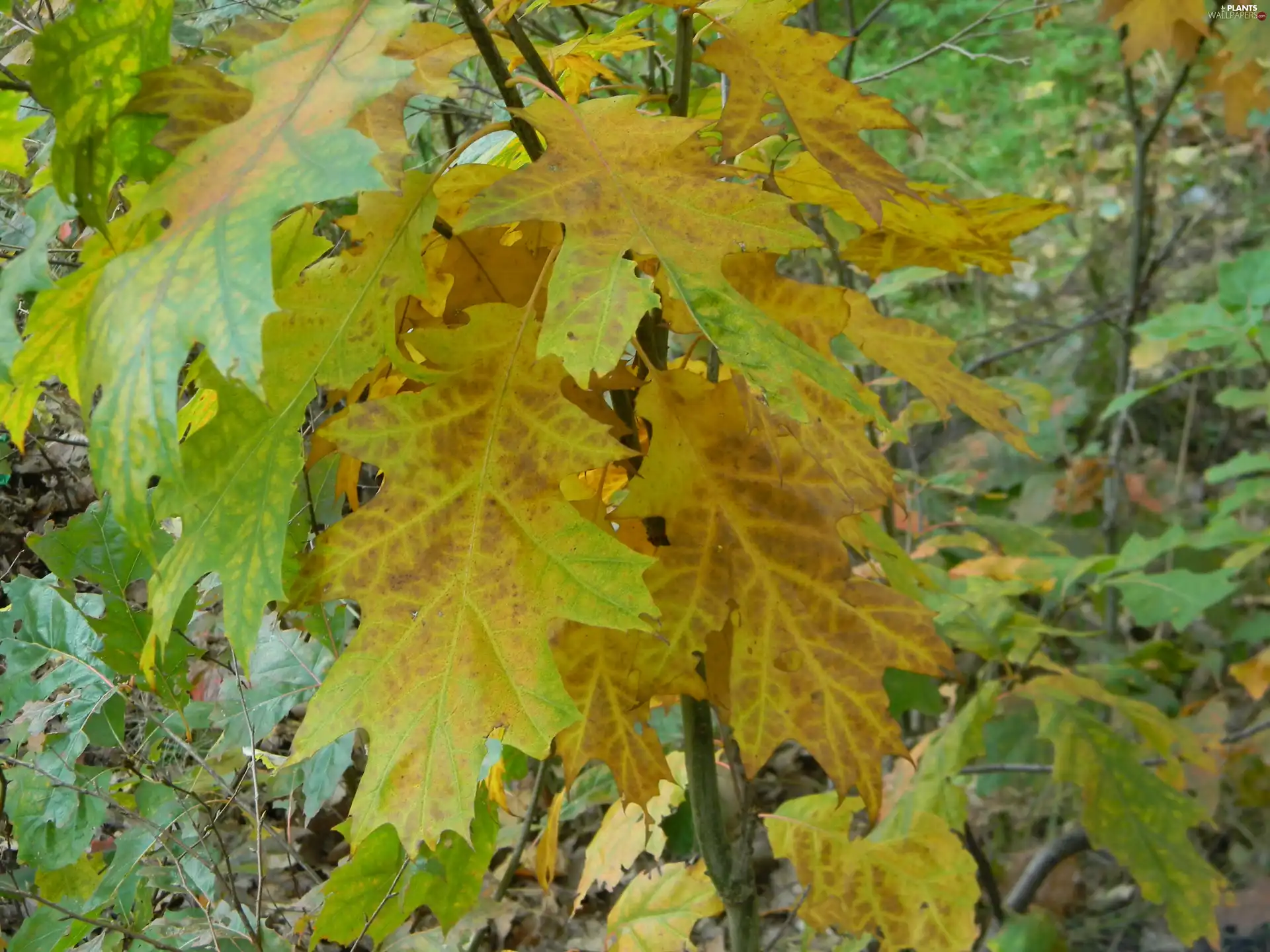 autumn, oak, Leaf - Plants wallpapers: 3264x2448