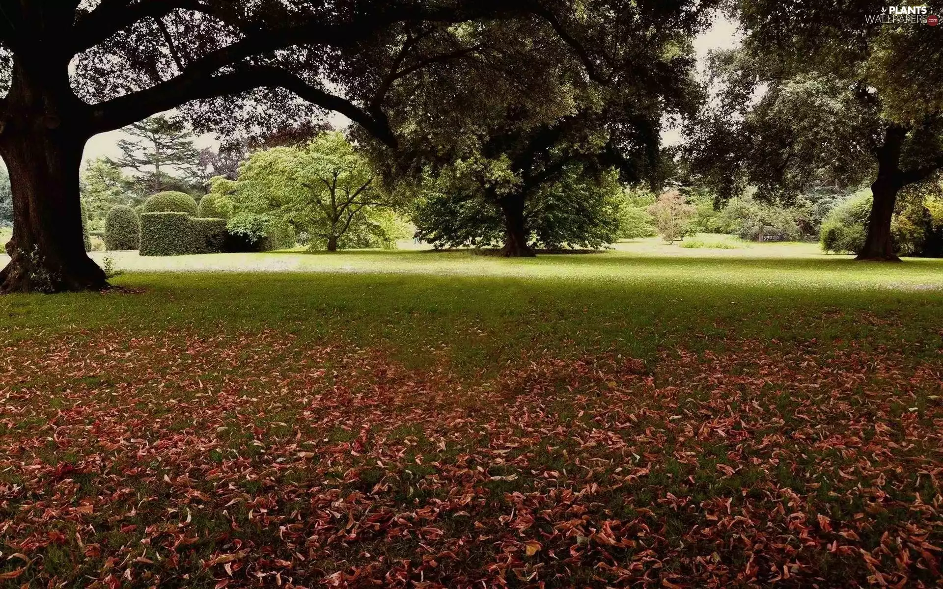 trees, Park, Leaf, autumn, viewes, Flower-beds