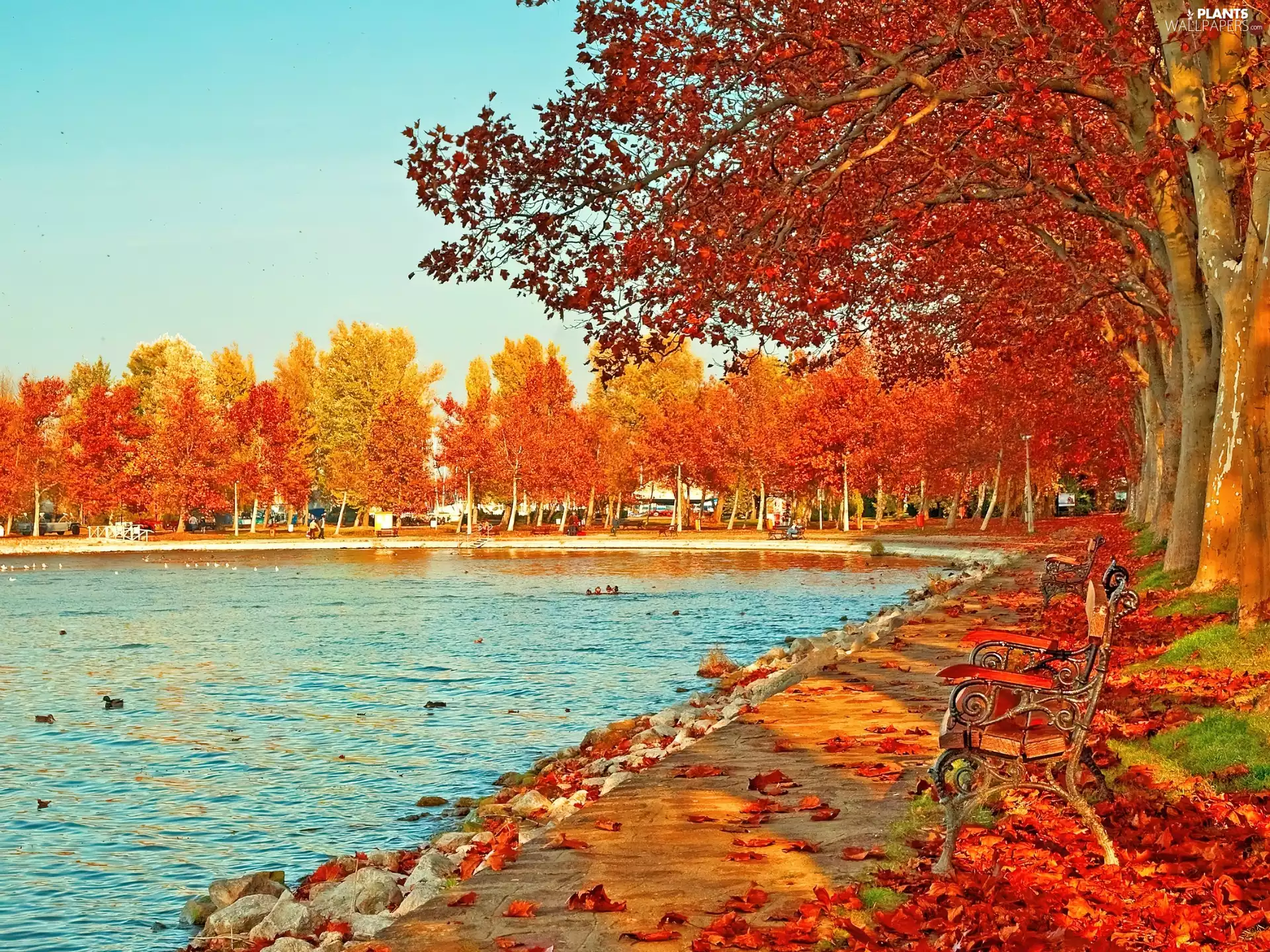 ducks, Park, Leaf, autumn, bench, Pond - car