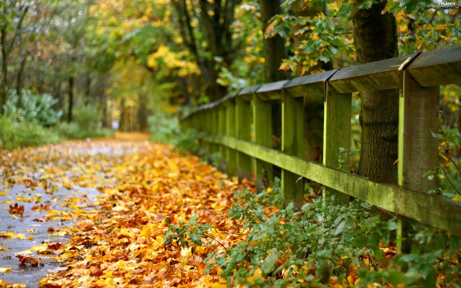 fence, autumn, Leaf, Way, Park