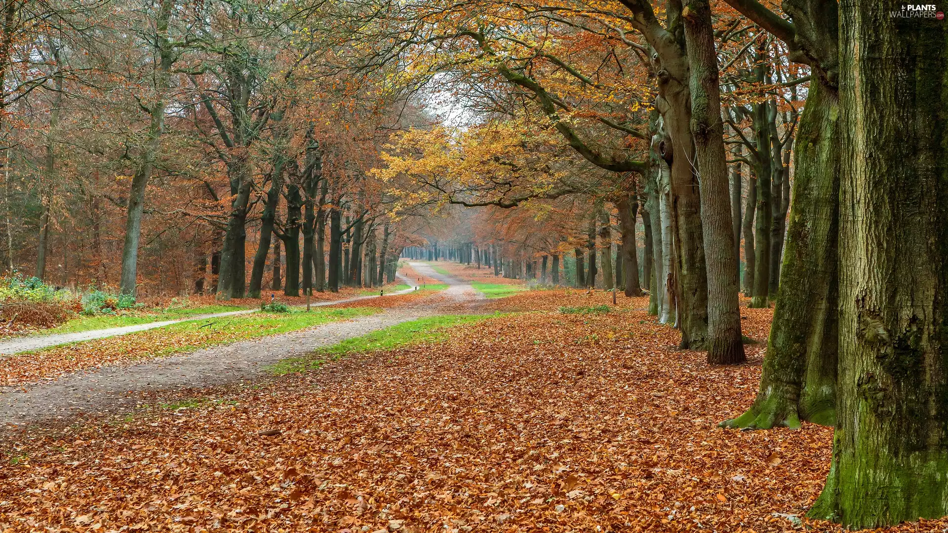 trees, fallen, Path, autumn, viewes, Leaf