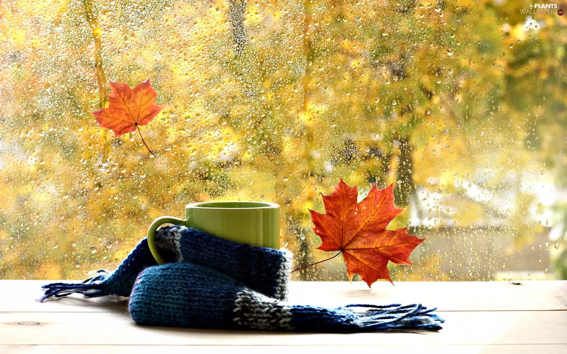 Scarf, Cup, Rain, autumn, Window, Leaf