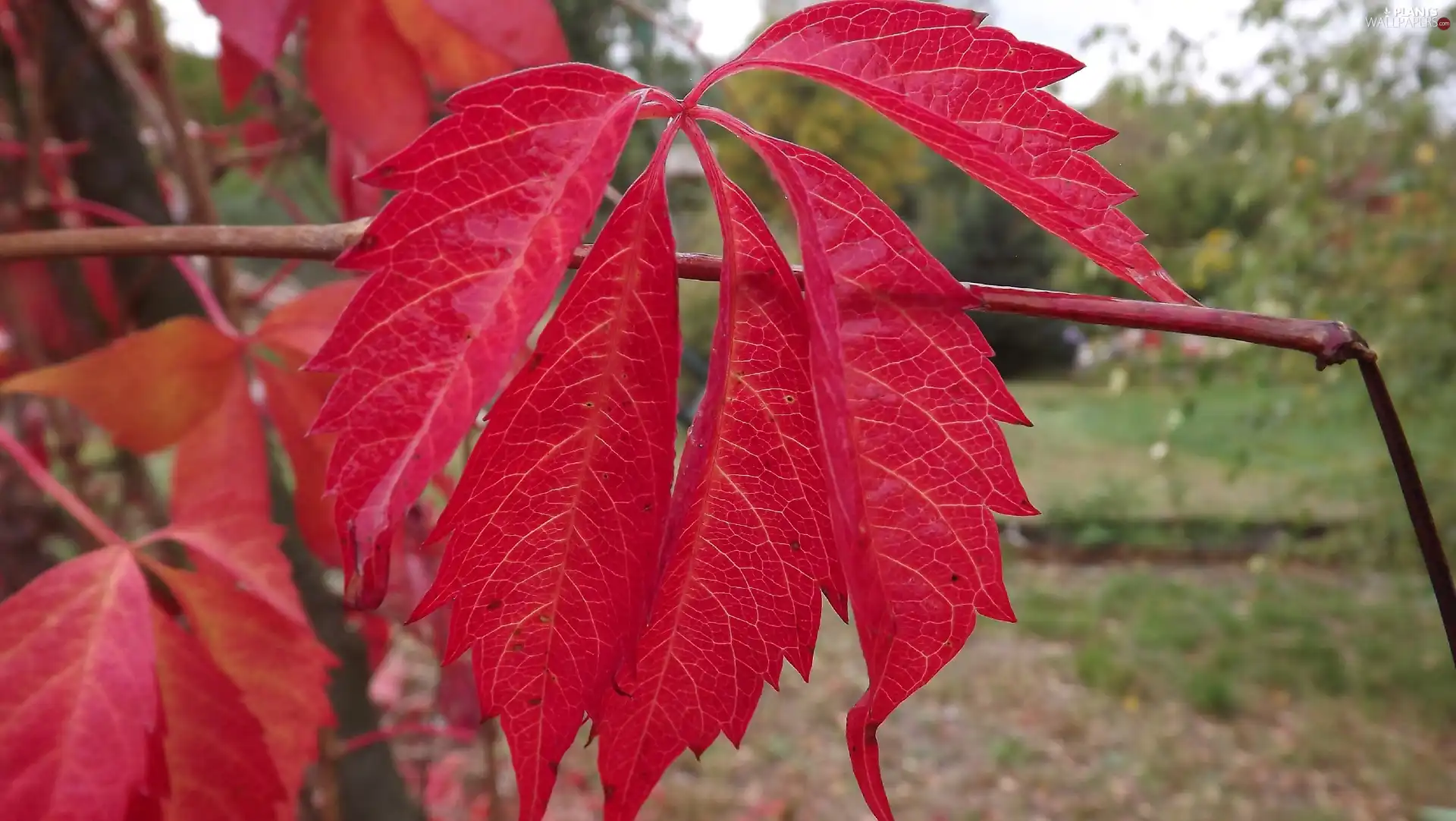 climber, Virginia Creeper, Leaf, autumn, Red, Quinquefolia