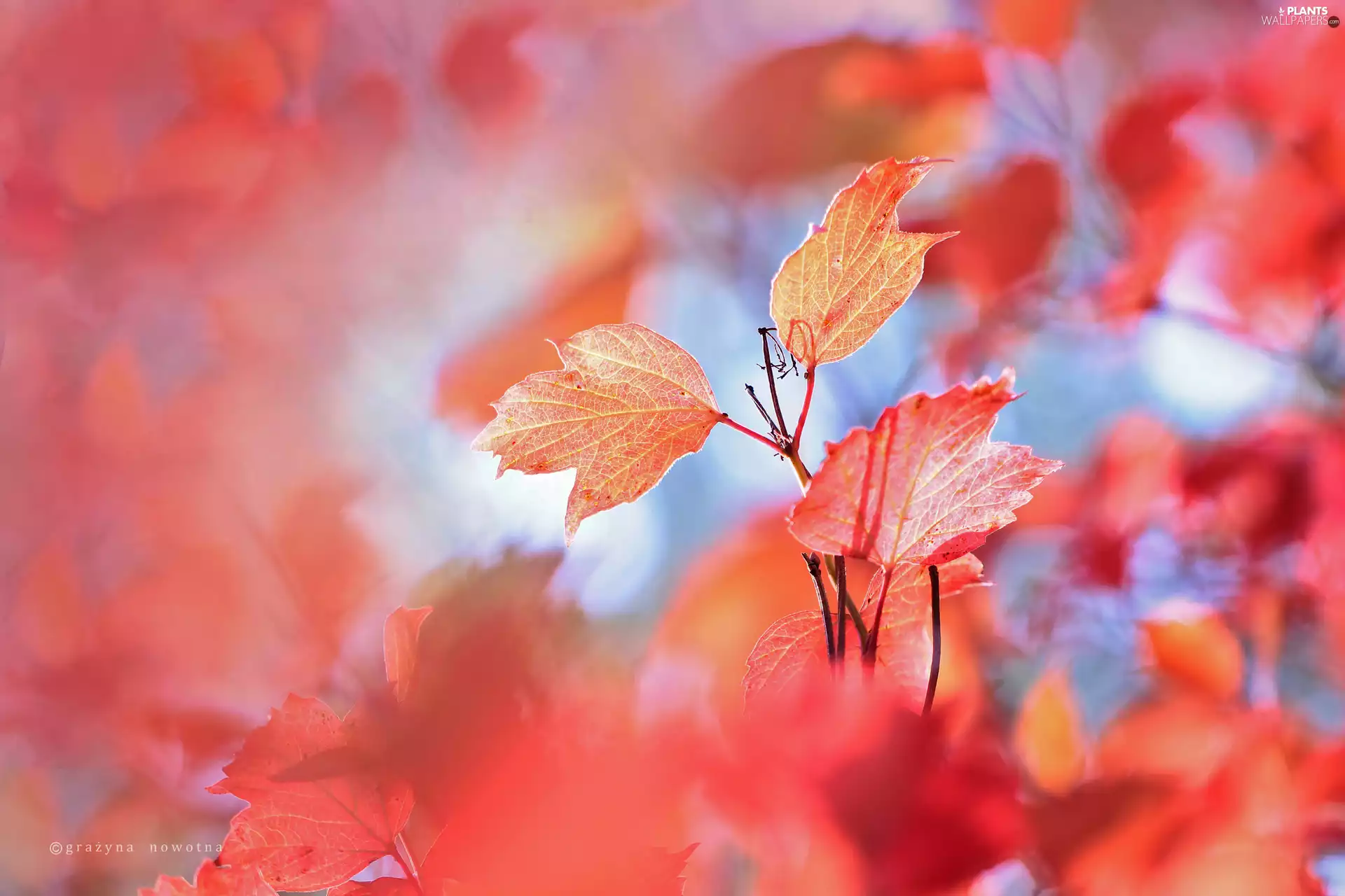 Autumn, Red, Leaf