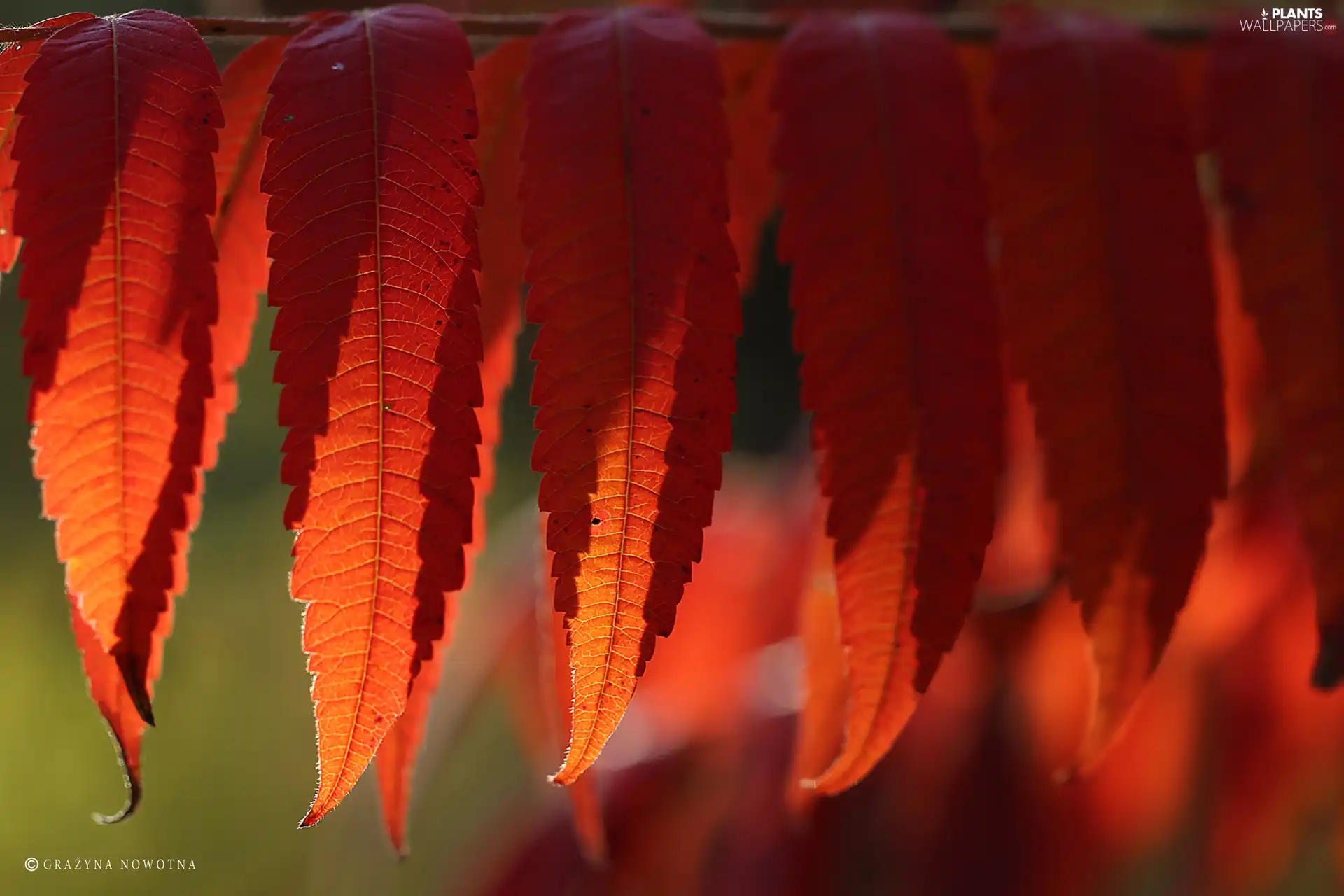 Autumn, Red, Leaf