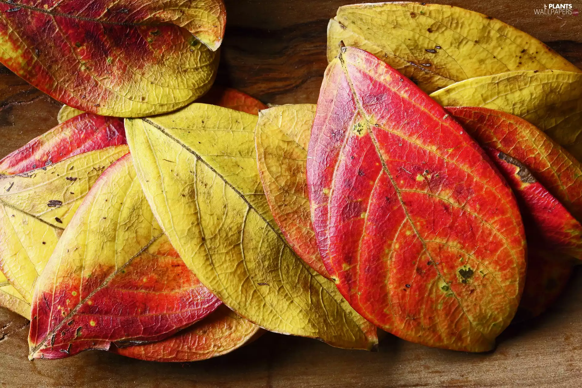 Leaf, Yellow-red, Autumn
