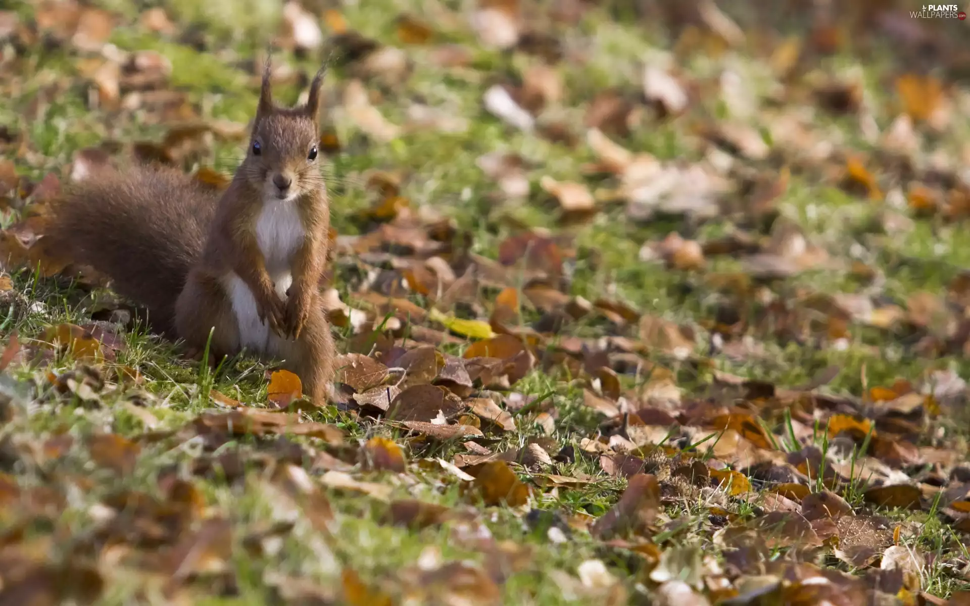 autumn, squirrel, Leaf
