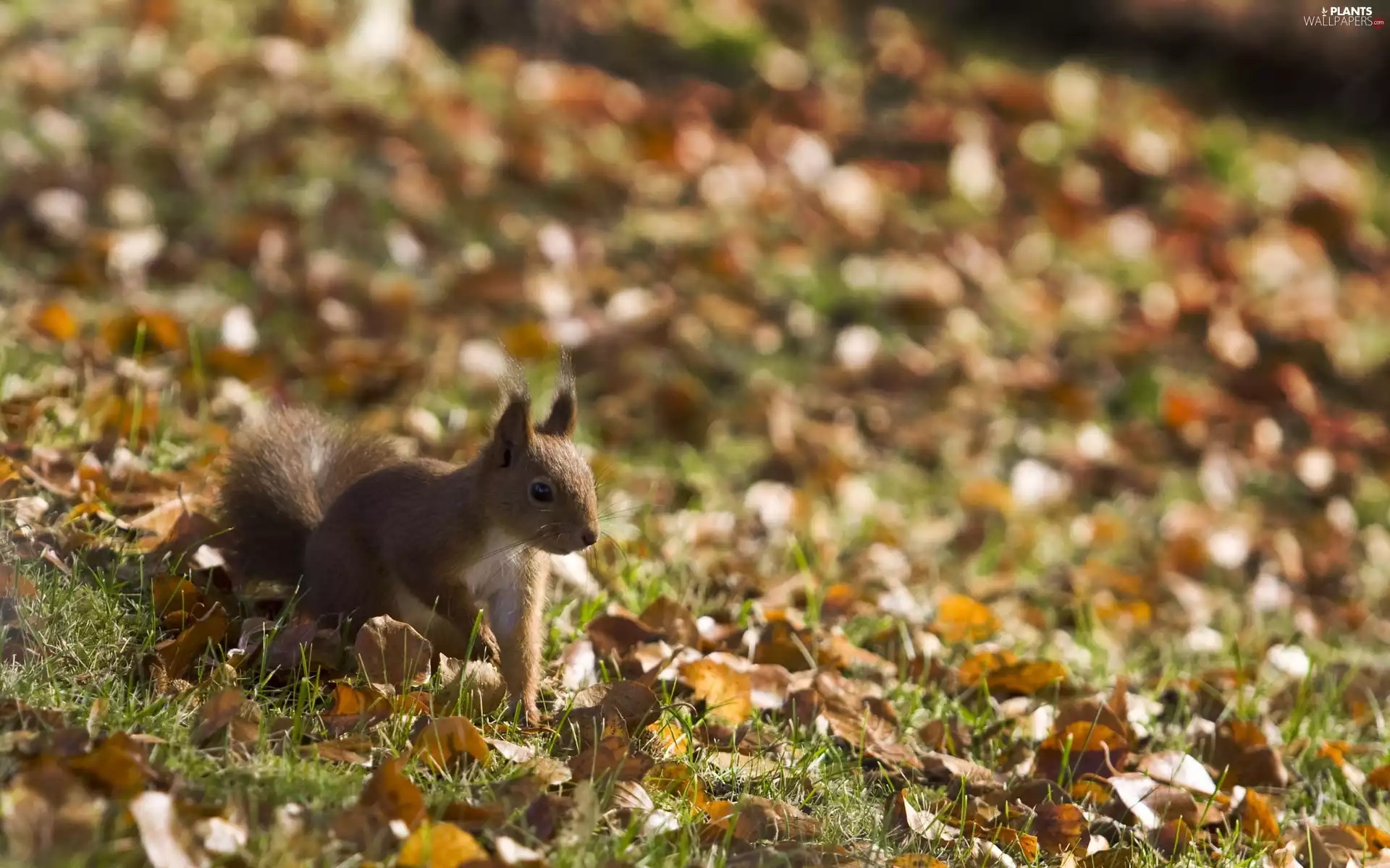 autumn, squirrel, Leaf