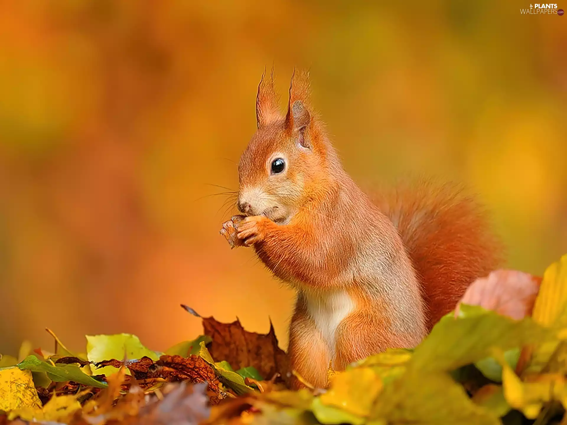 autumn, squirrel, Leaf
