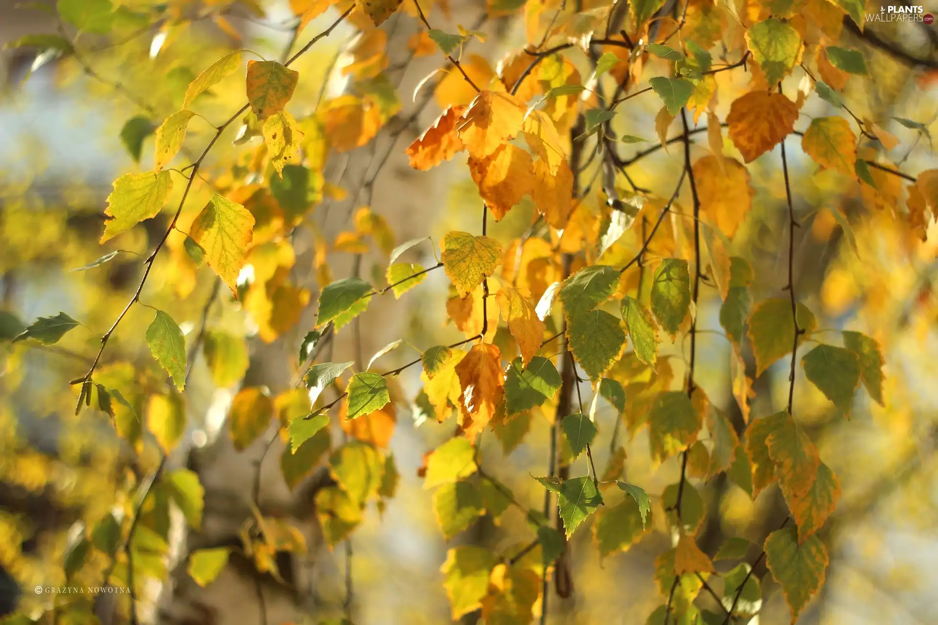 Leaf, birch-tree, Autumn