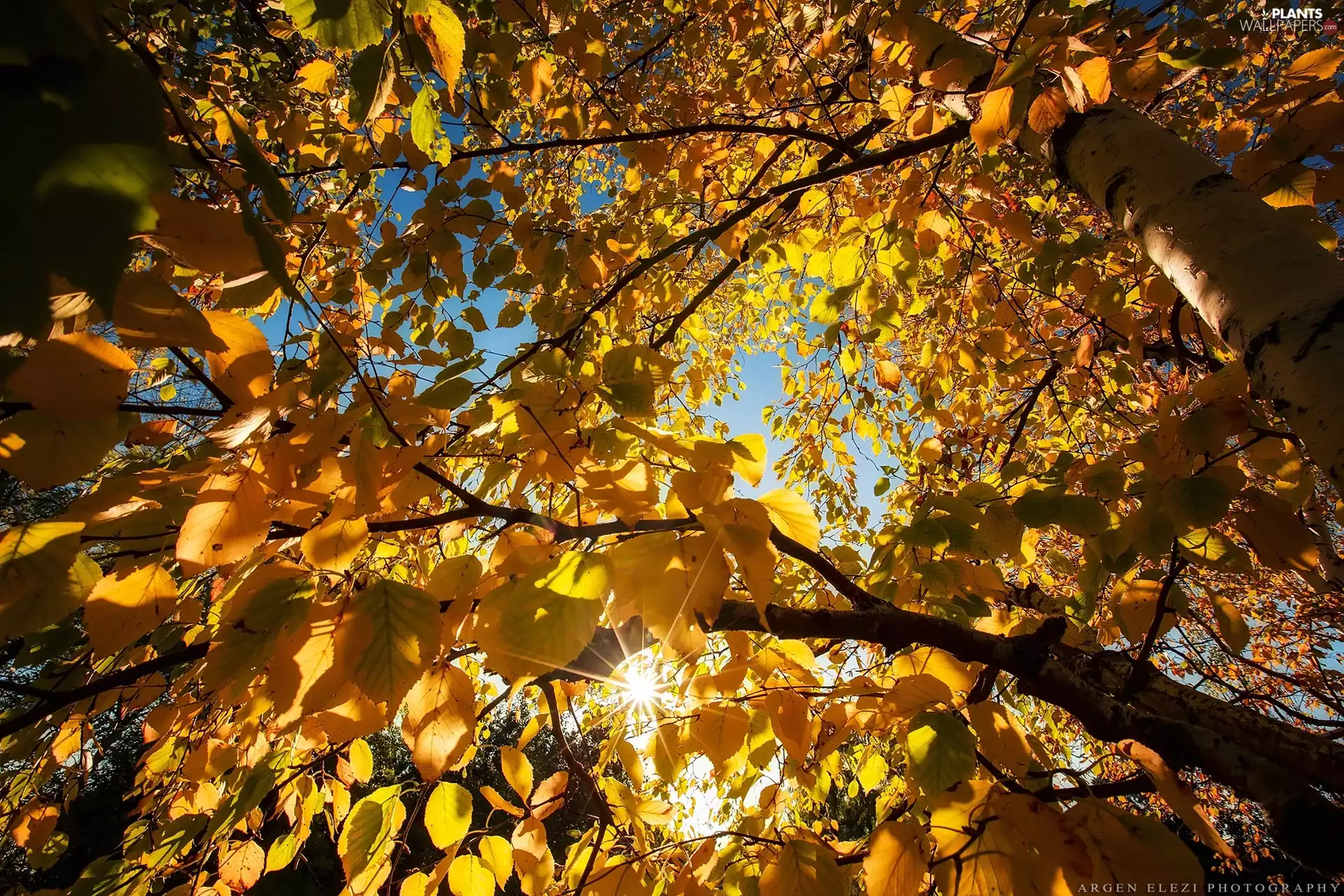 Leaf, birch-tree, Autumn