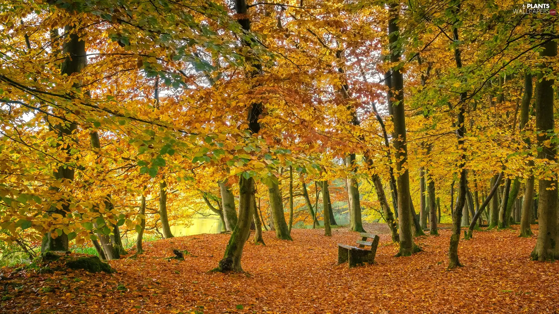 Bench, trees, Leaf, viewes, Park, Pond - car, autumn
