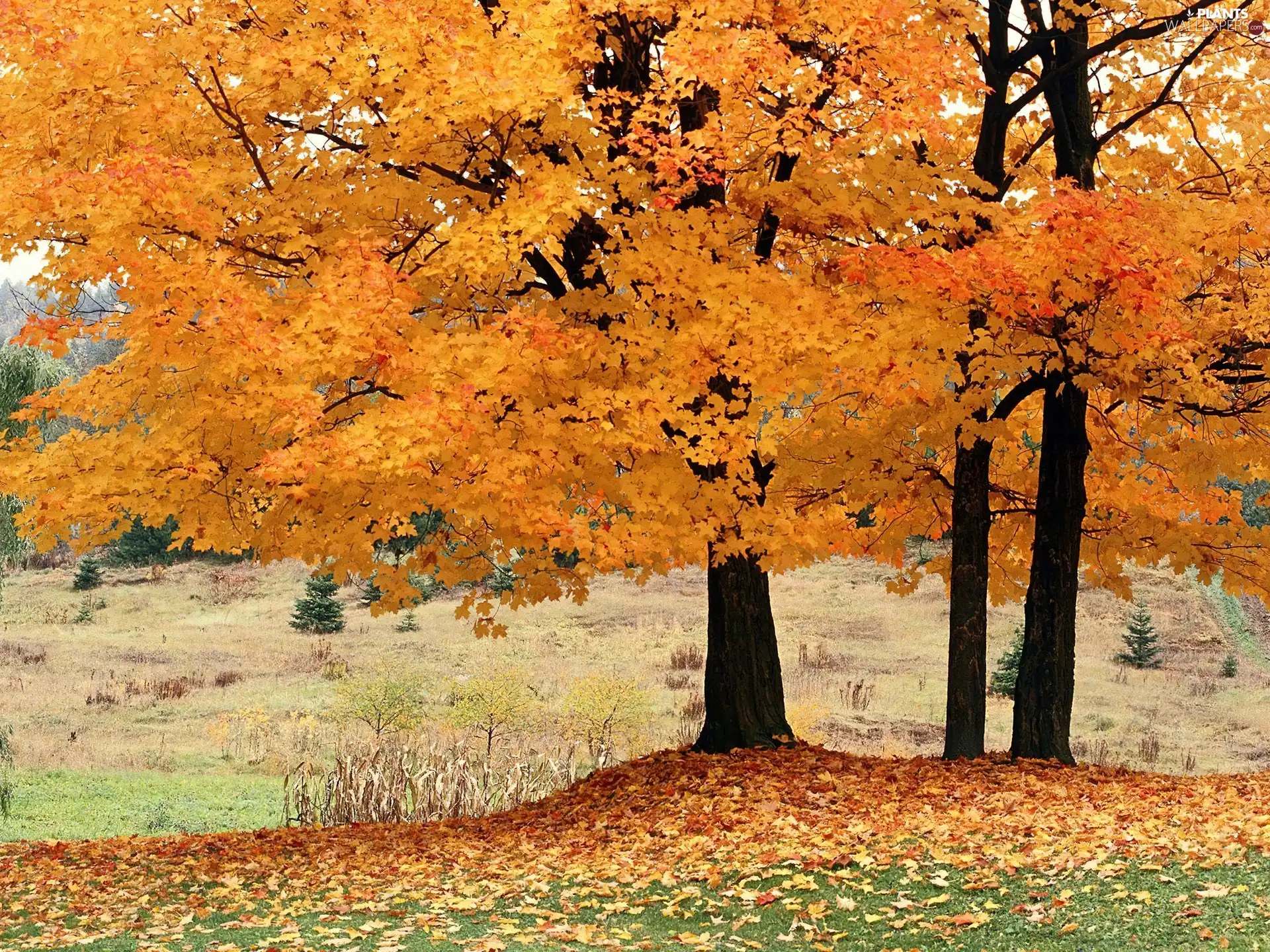 Autumn, Leaf, viewes, Yellow, trees