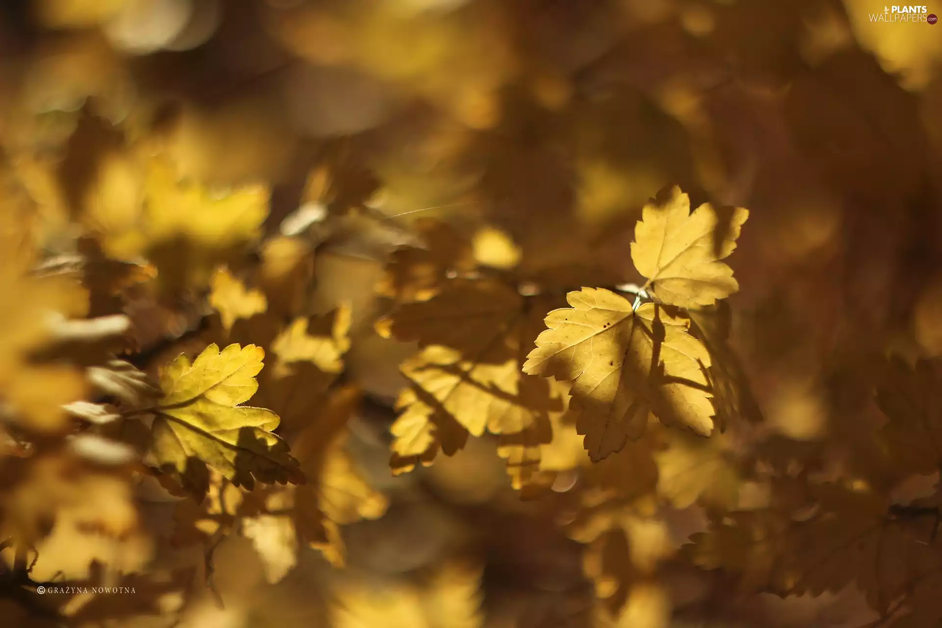 Autumn, Yellow, Leaf