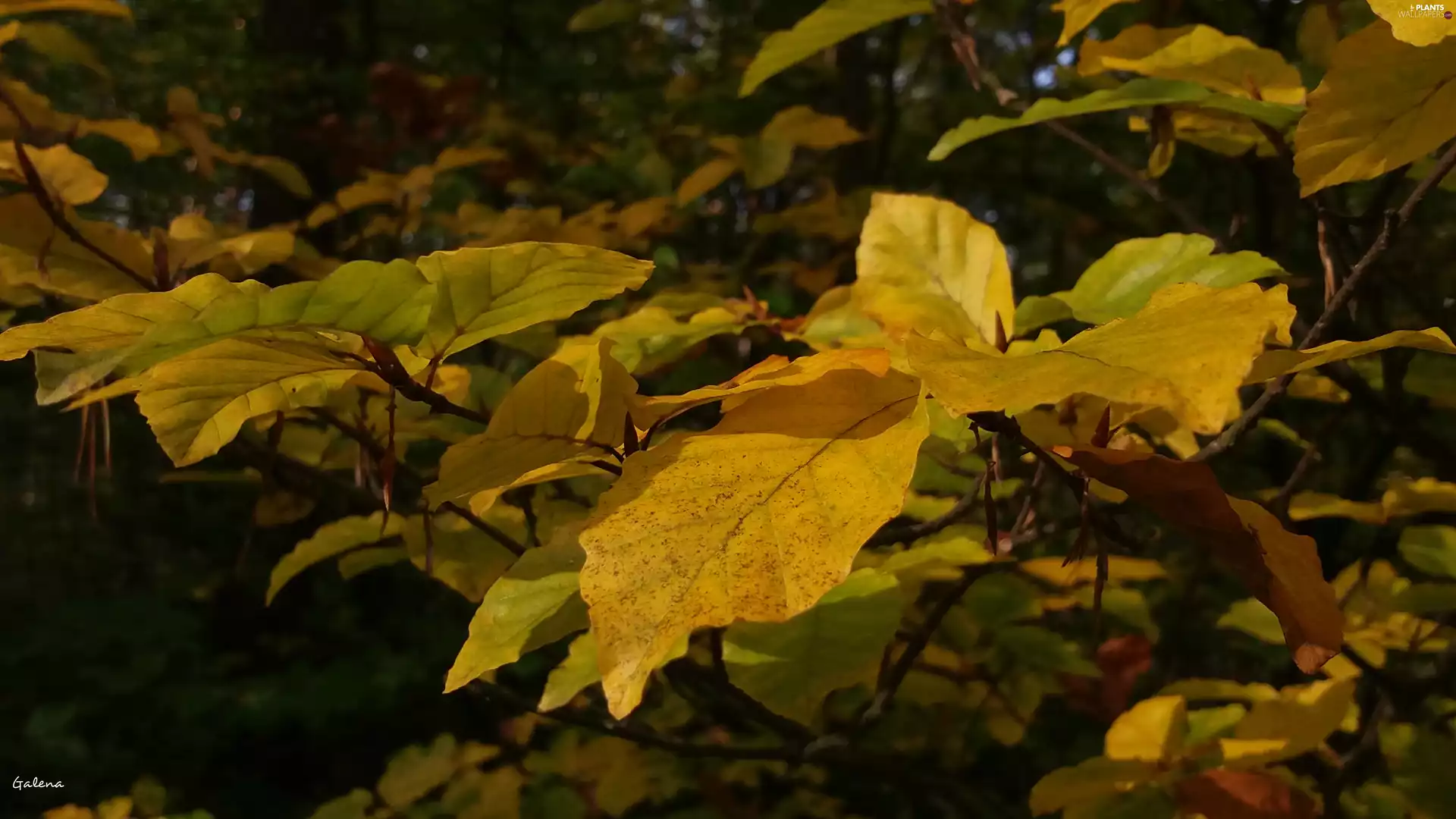 autumn, Yellow, Leaf