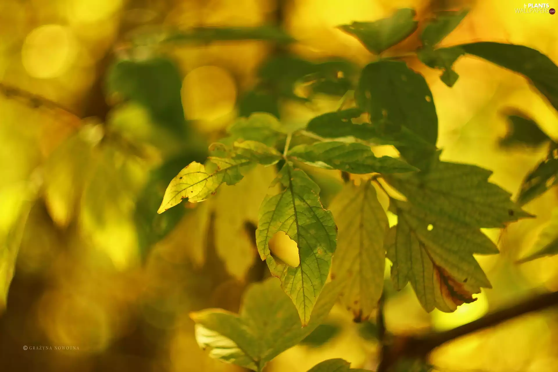 Autumn, Yellow, Leaf