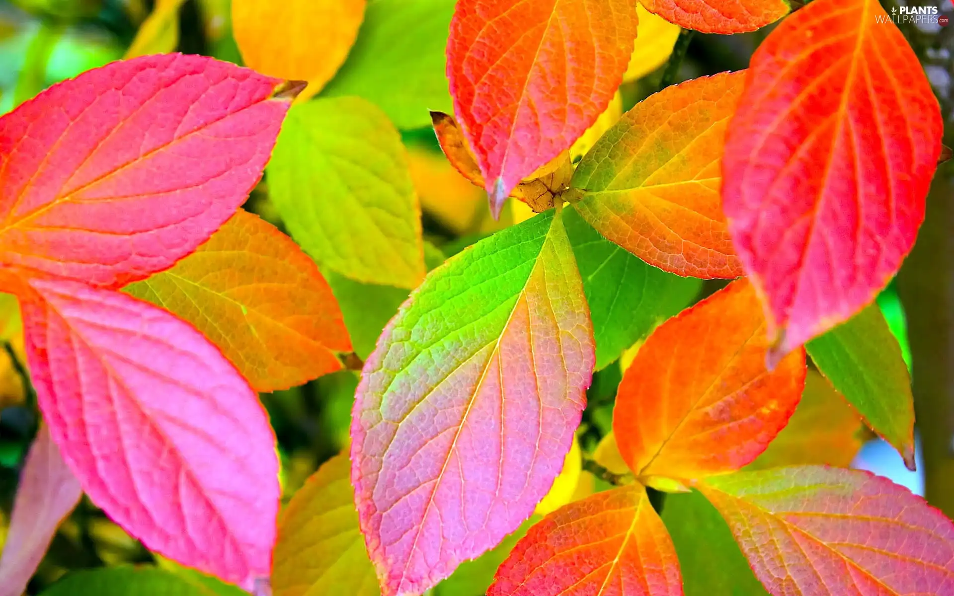 autumn, color, Leaves