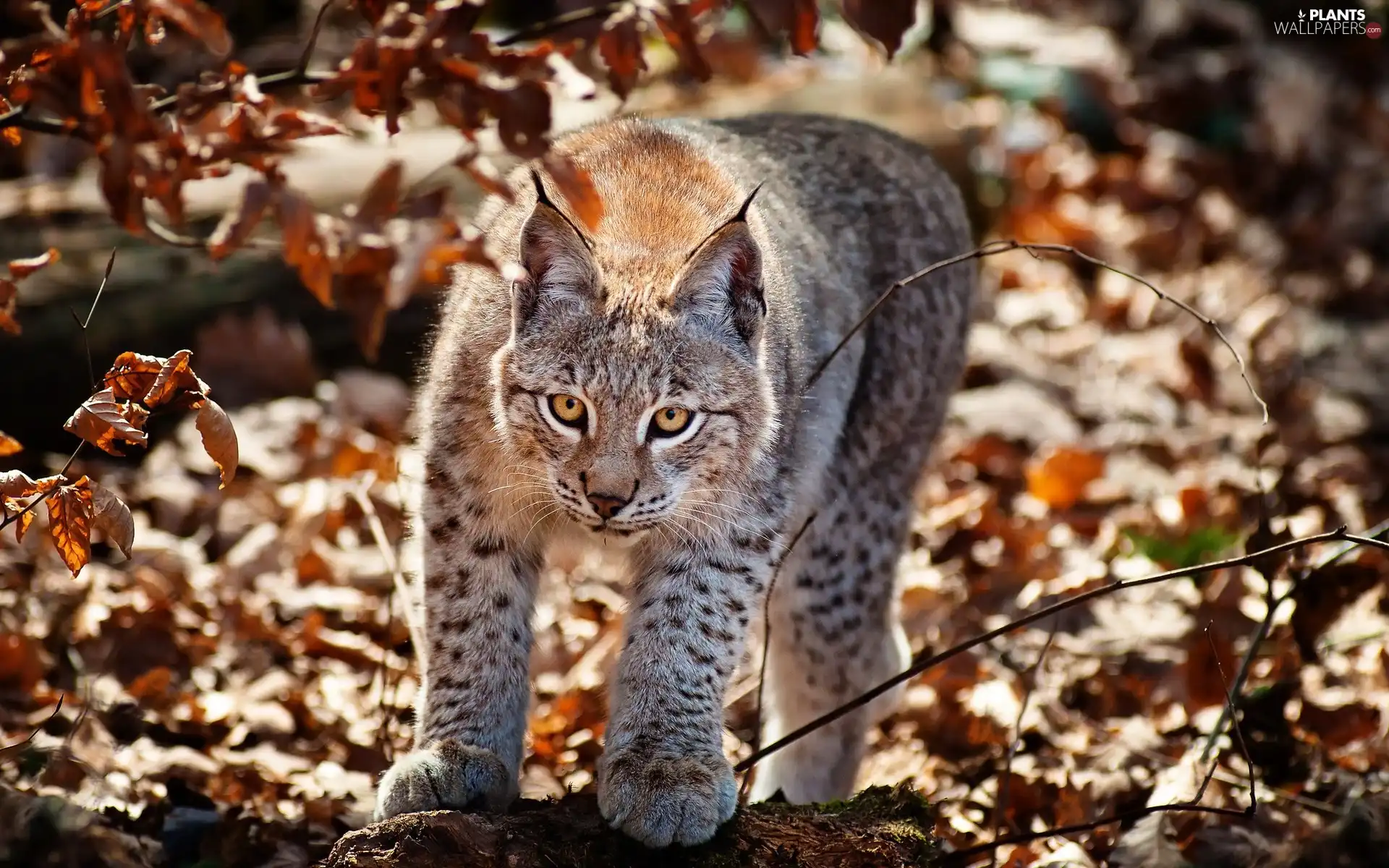 Lynx, Leaf, autumn, forest