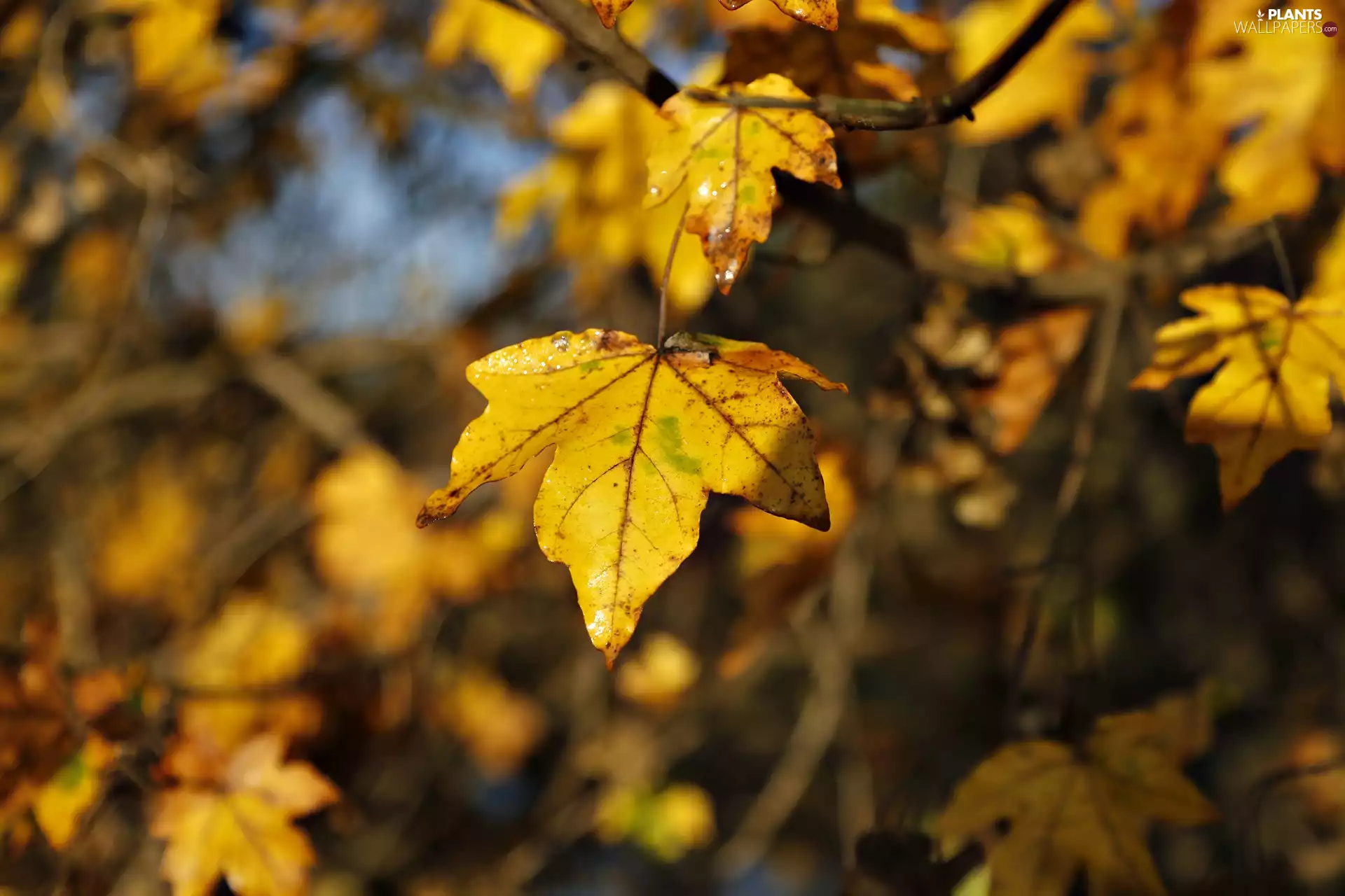 Autumn, Leaf, maple