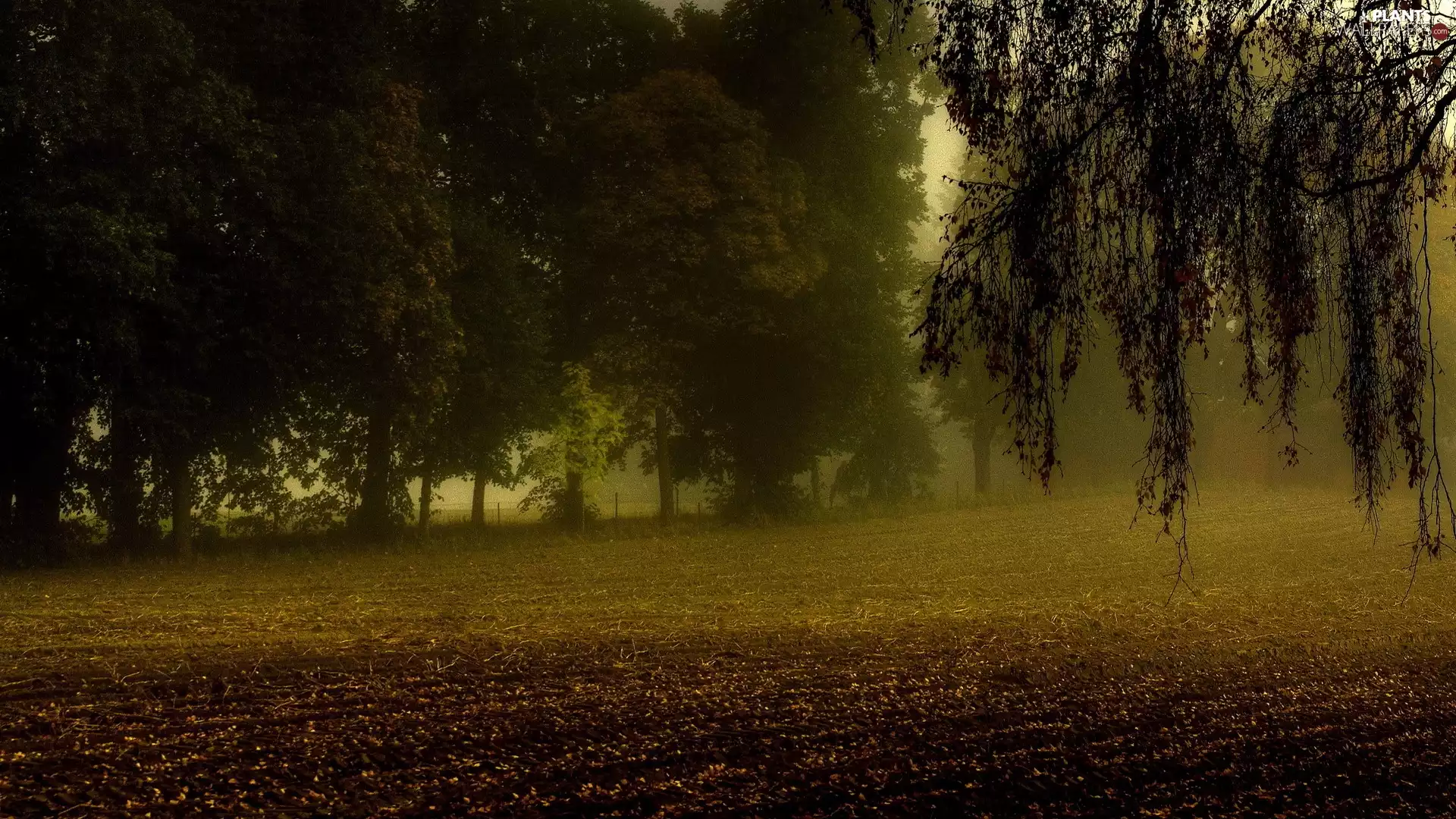 Fog, field, viewes, autumn, trees, medows
