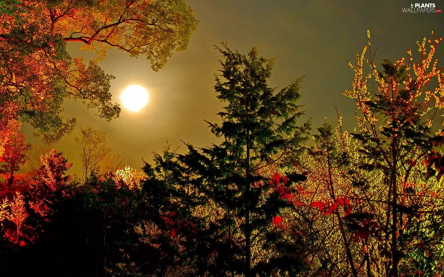 viewes, autumn, moon, trees, Night