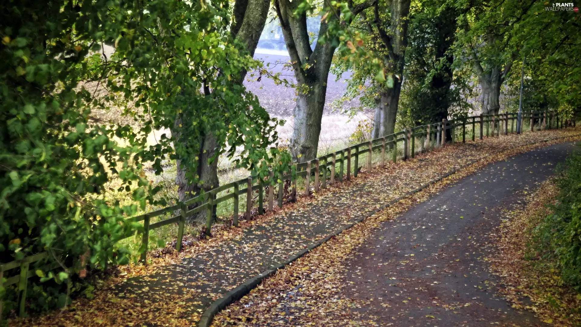 trees, Way, Leaf, autumn, viewes, mountains