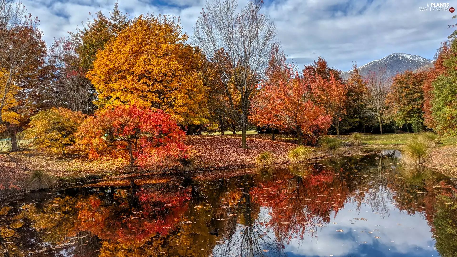 trees, Park, Mountains, autumn, viewes, Pond - car