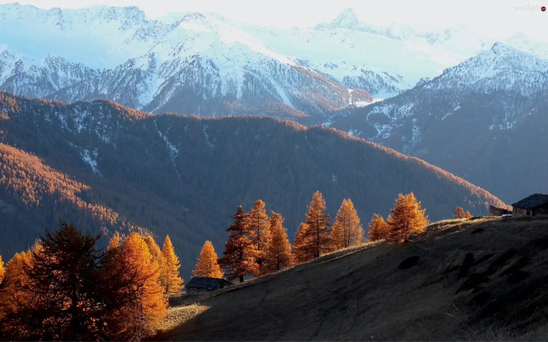 Mountains, trees, viewes, autumn